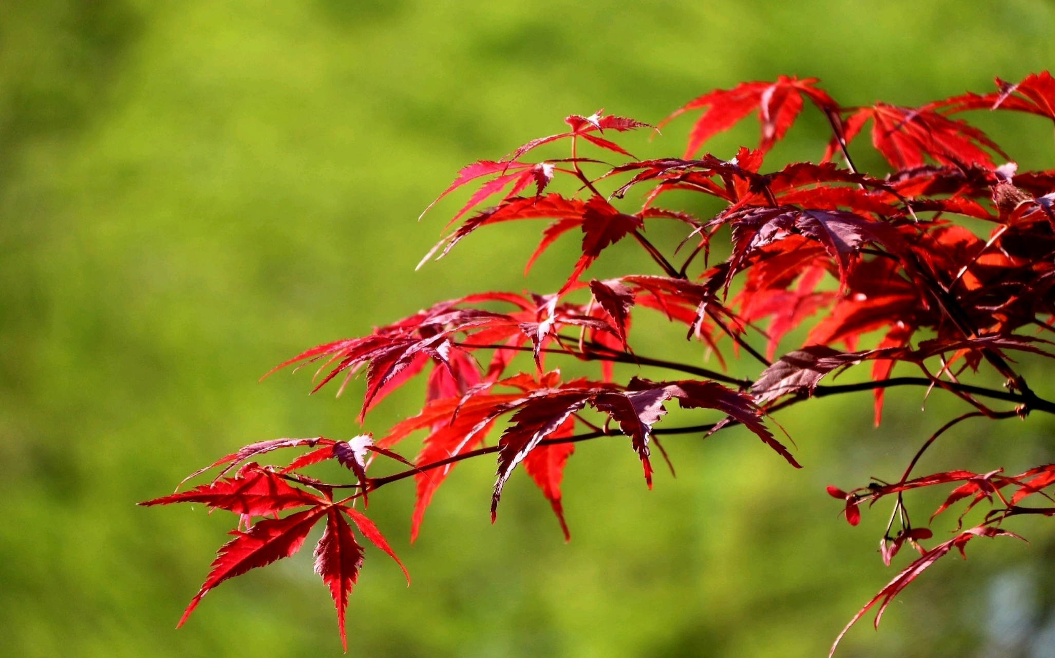 一片红叶寄相思,满目星辰皆是你