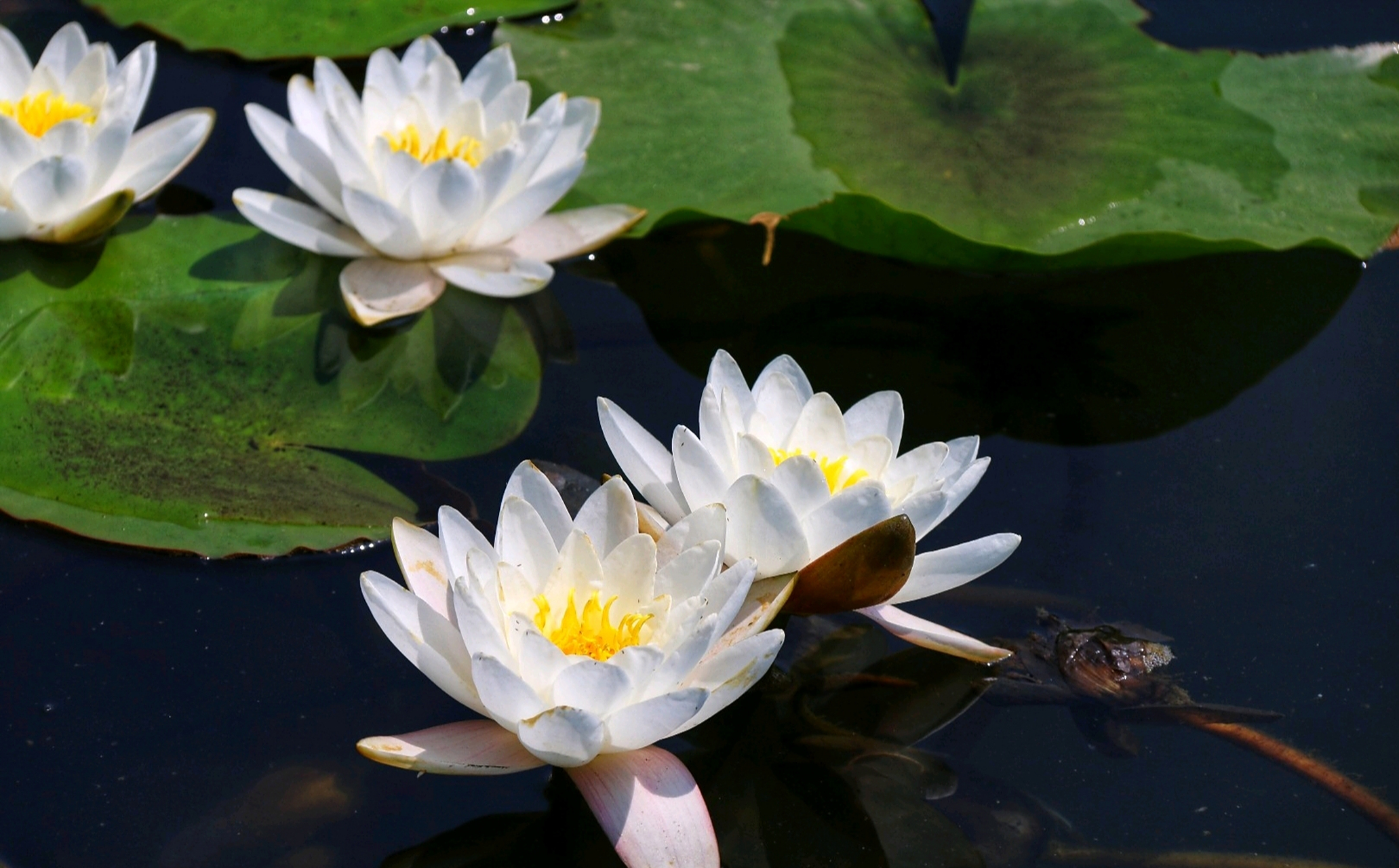 分享一组睡莲美图