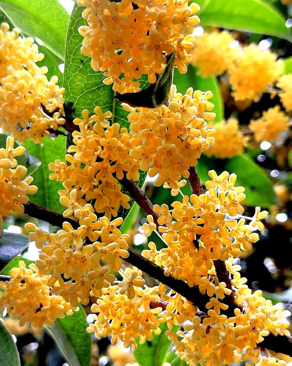 八月桂花遍地香,芬芳四溢沁心脾