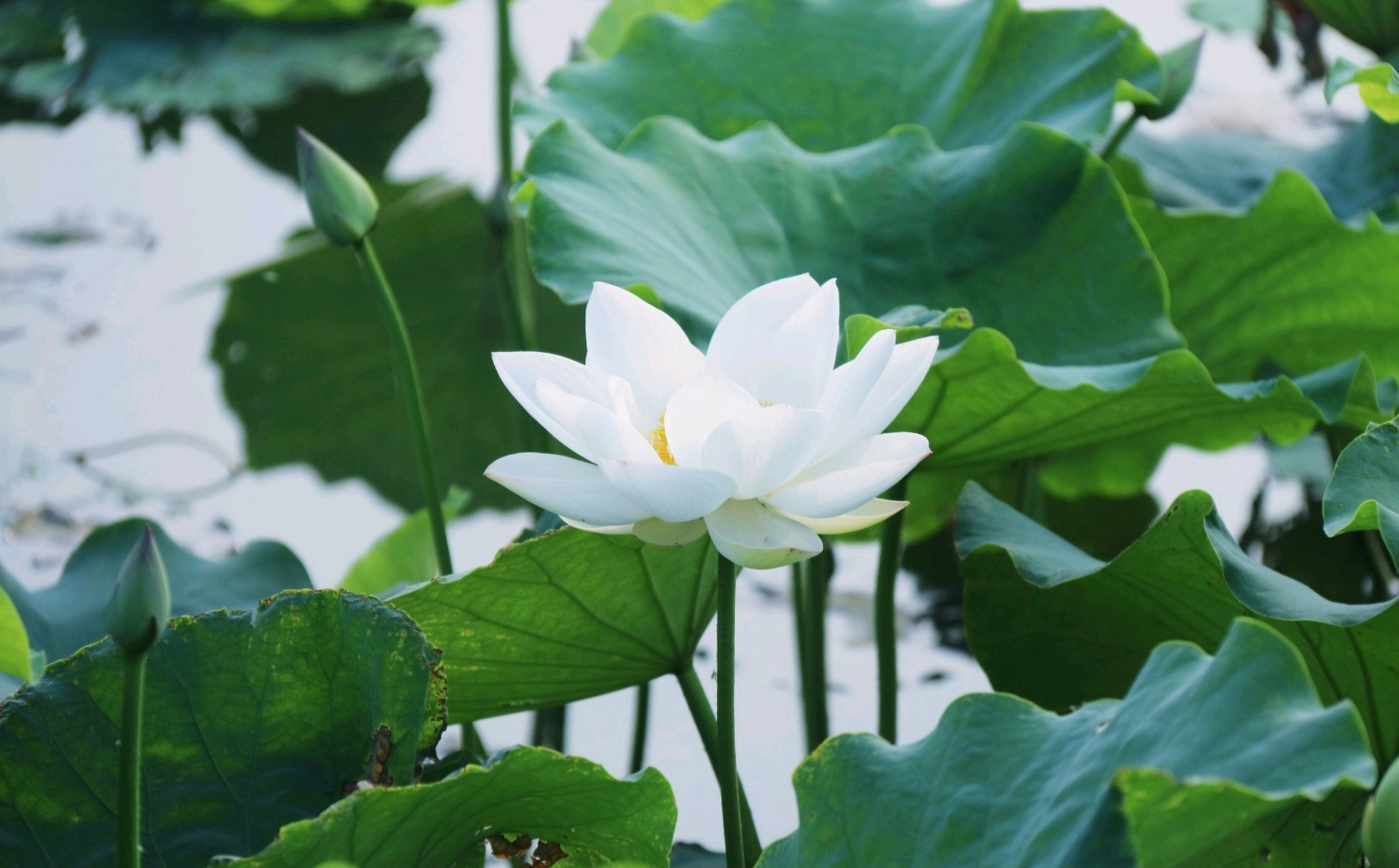 分享一组白莲花美图.