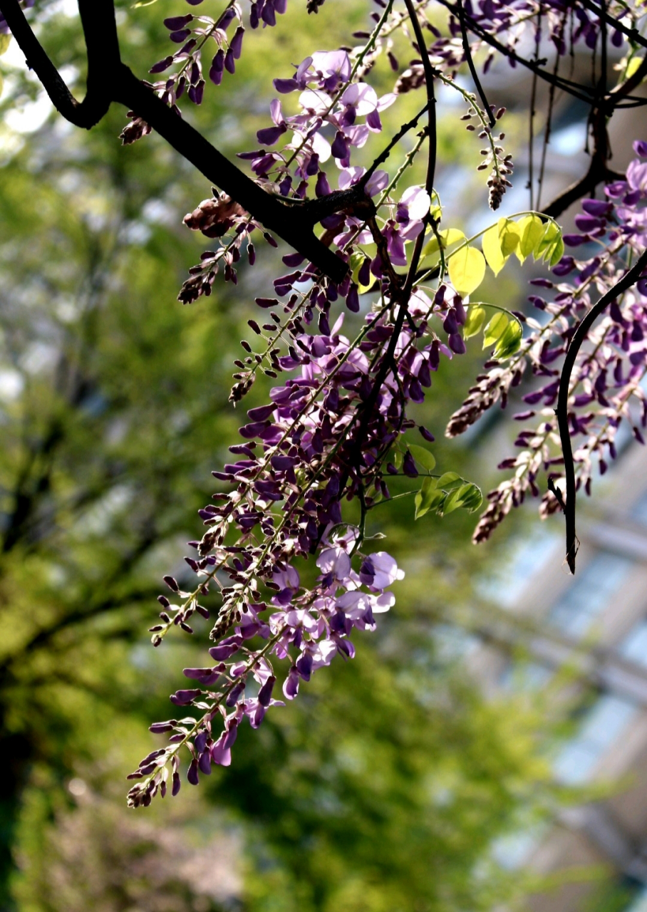 紫藤挂云木 花蔓宜阳春