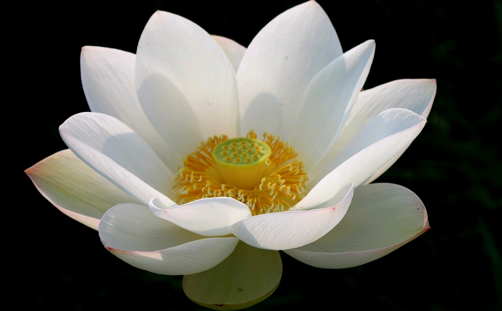 洁白无瑕,纤尘不染 分享一组白莲花美图