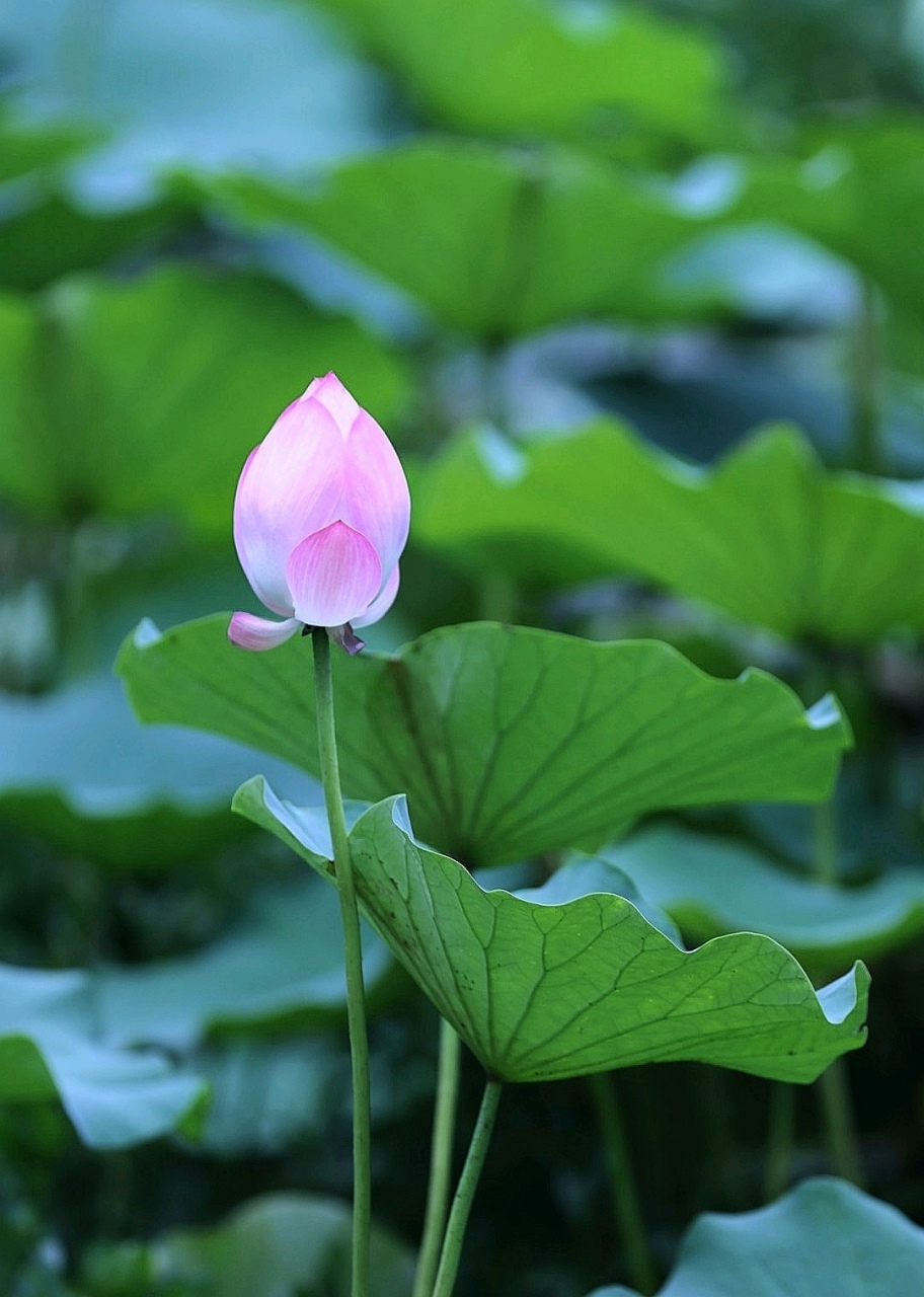 盛夏荷花依然香,等你宛在水中央