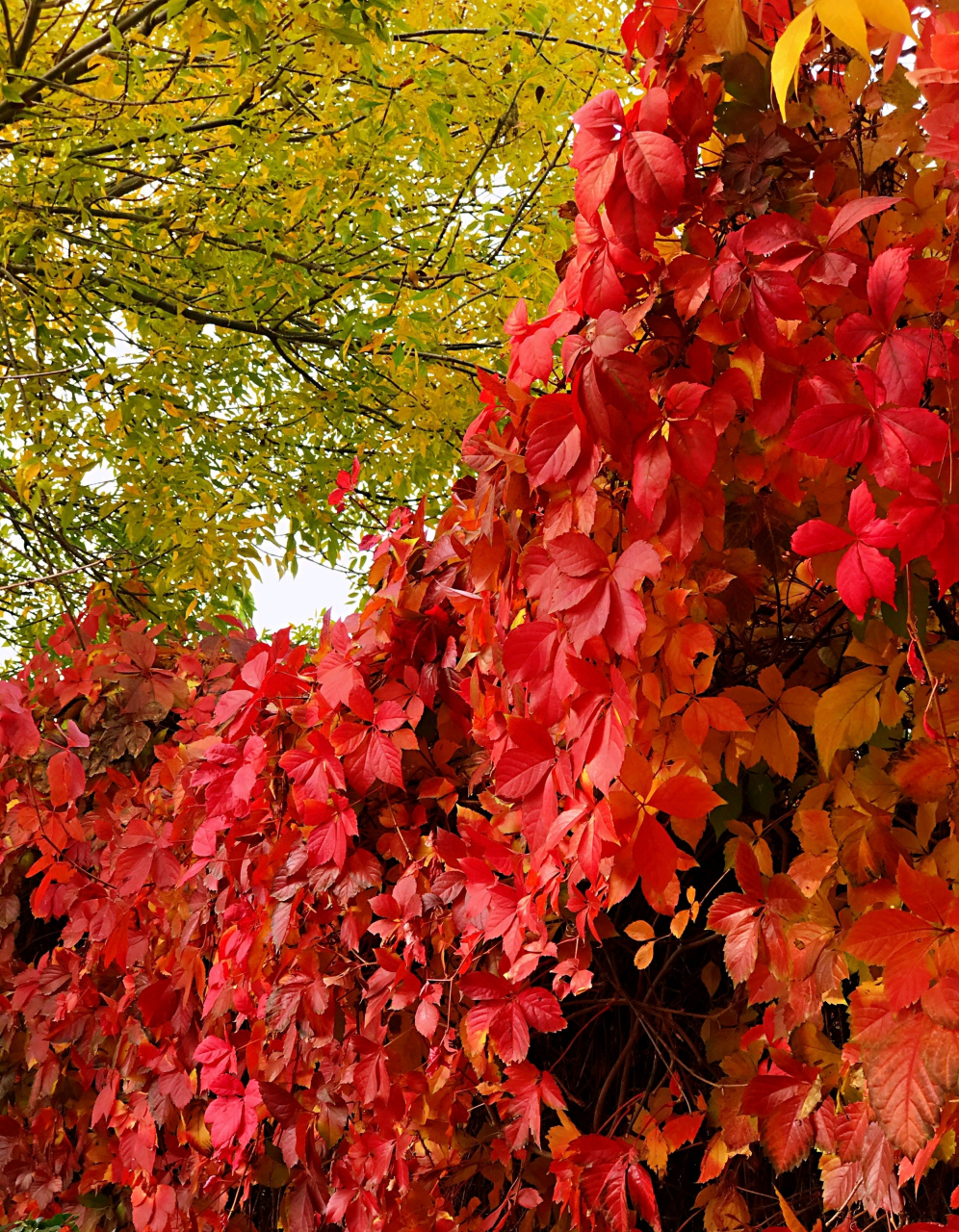 初冬季节,爬山虎由绿变红, 大自然的一道美丽景观