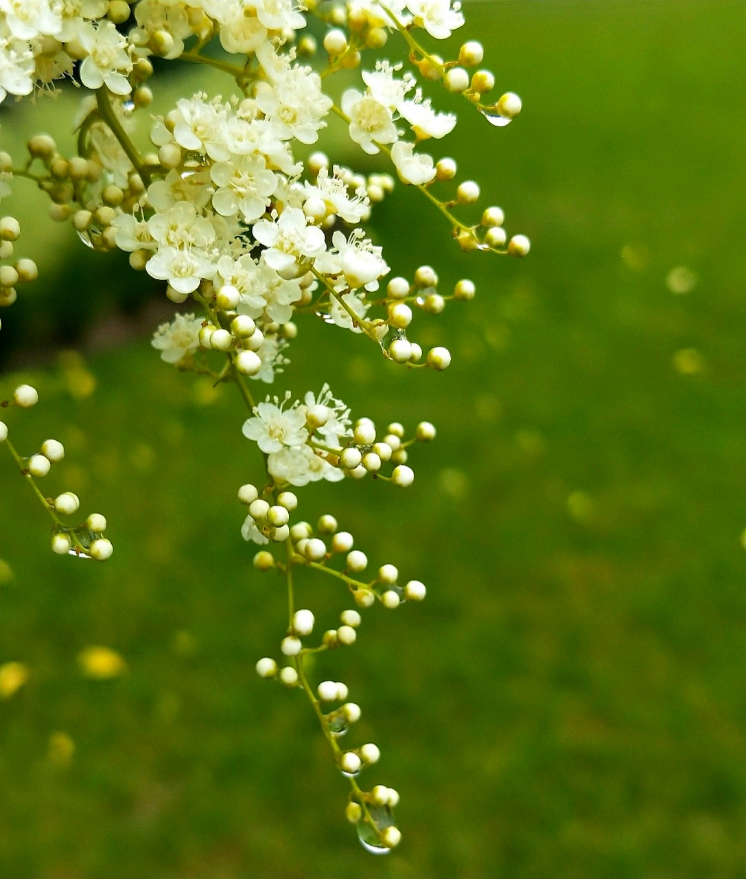 珍珠梅,蔷薇科珍珠梅属灌木植物,高2米.