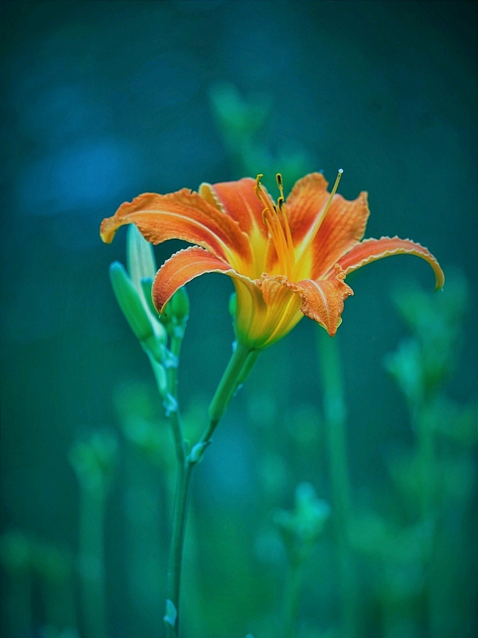 " 金针菜,又名黄花菜,是百合科多年生草本植物.