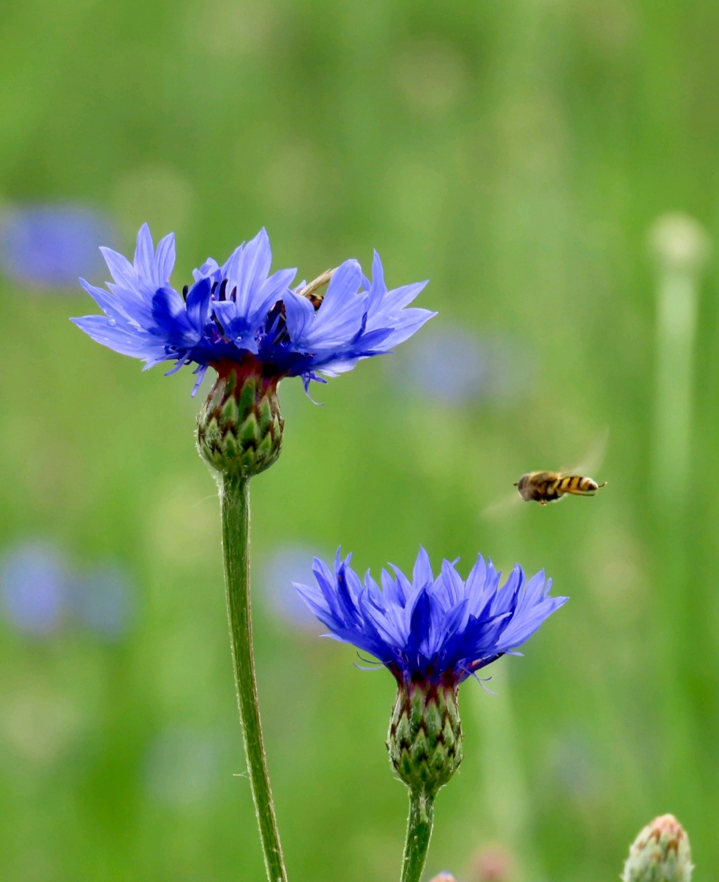 矢车菊(shi che ju )别名蓝芙蓉,翠兰,荔枝菊,蓝花矢车菊.
