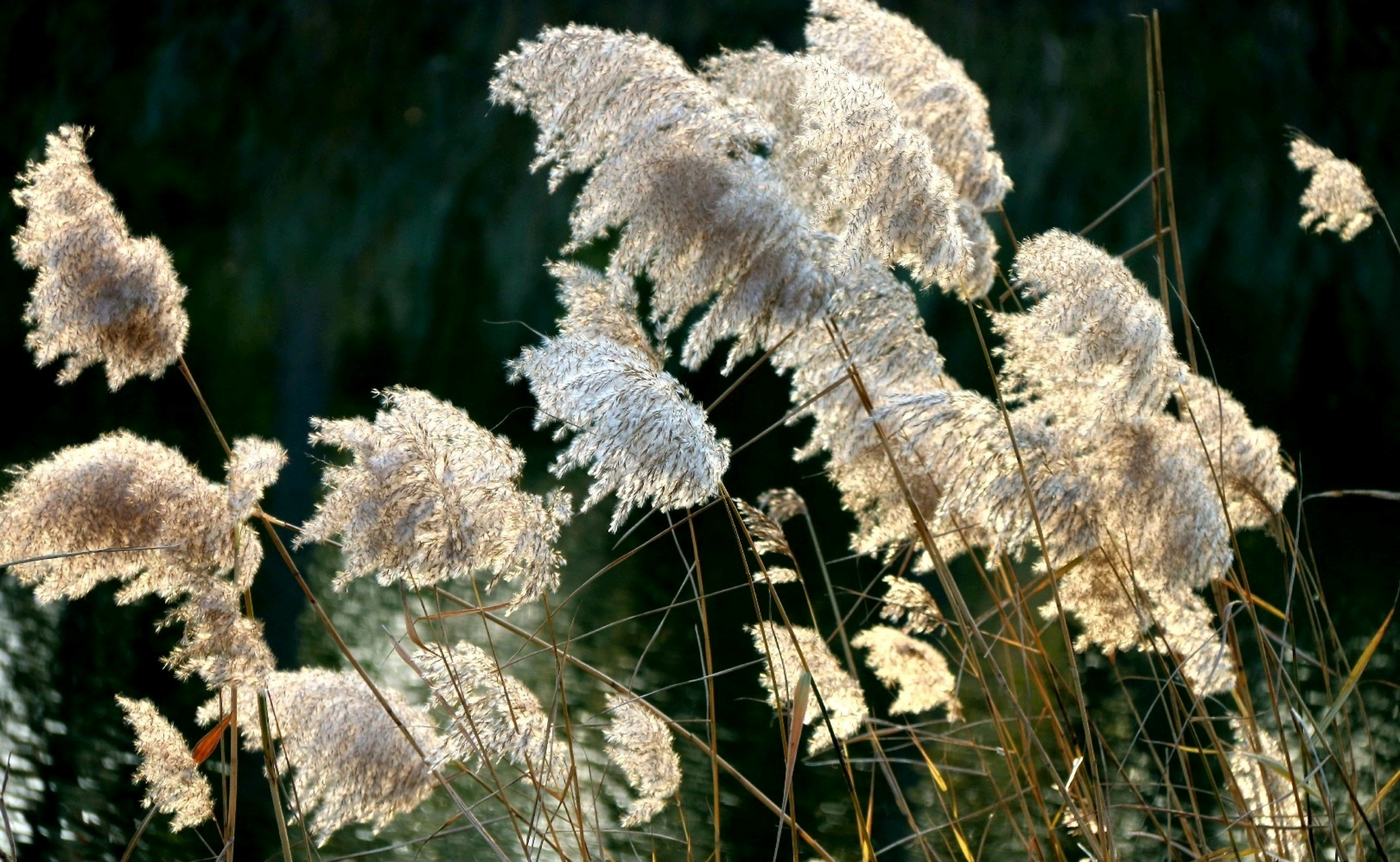 总会想起小时候,每年冬天穿芦花和草绳做的鞋子的情景