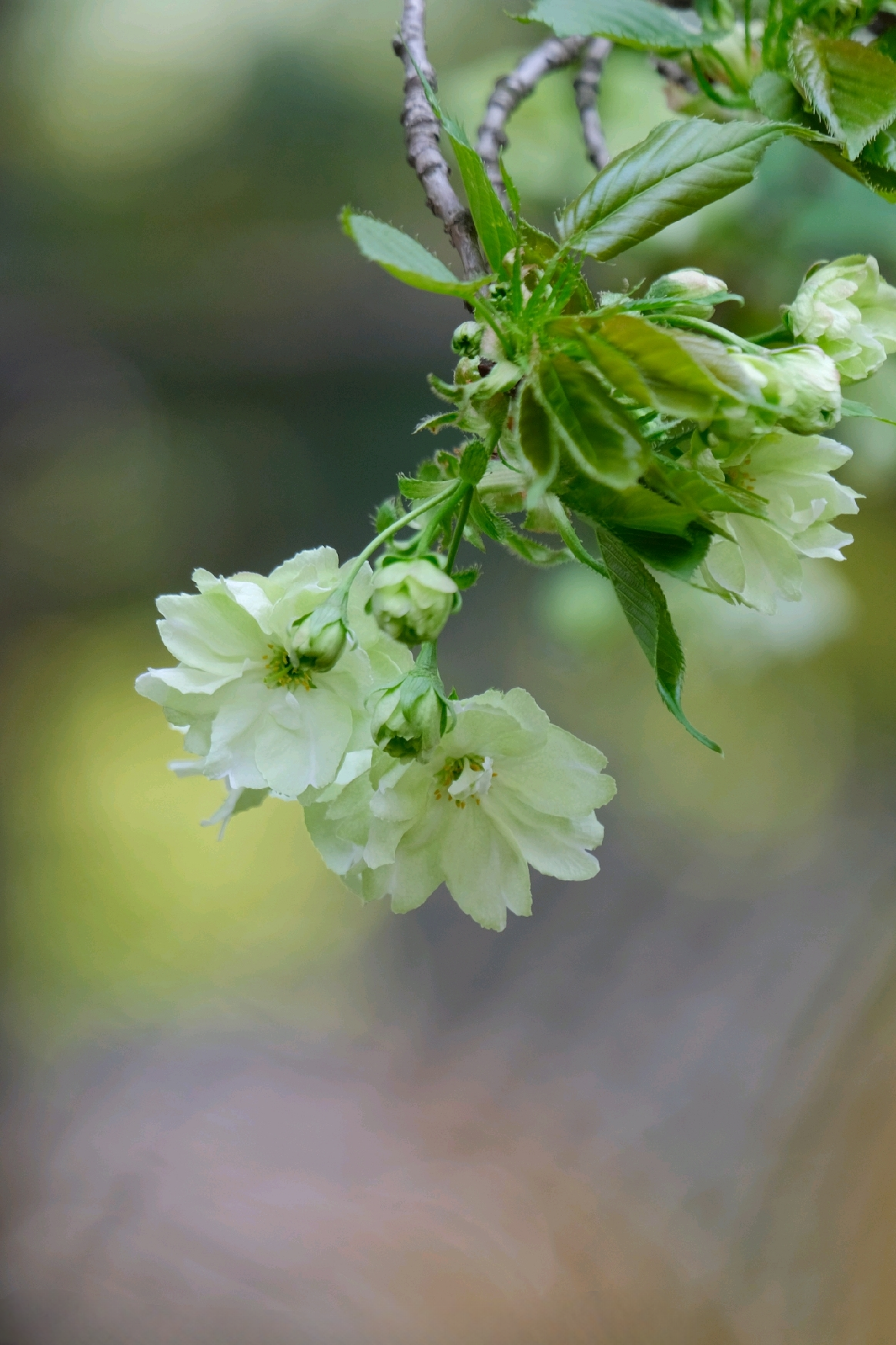 淡绿色的樱花你见过吗? 它可是樱花界"大熊猫"啊!