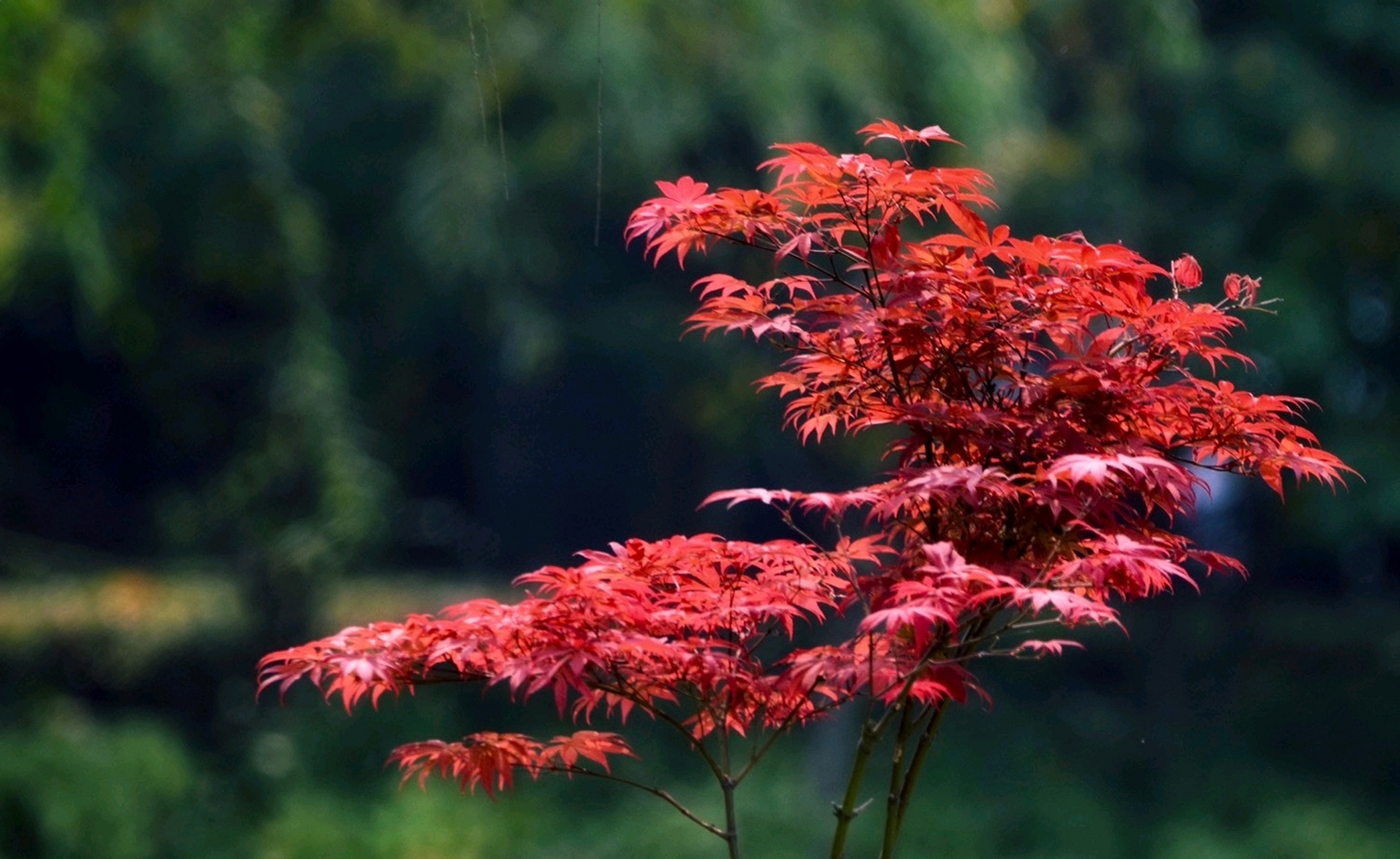 秋染枫叶似彩霞,金秋时节美如画
