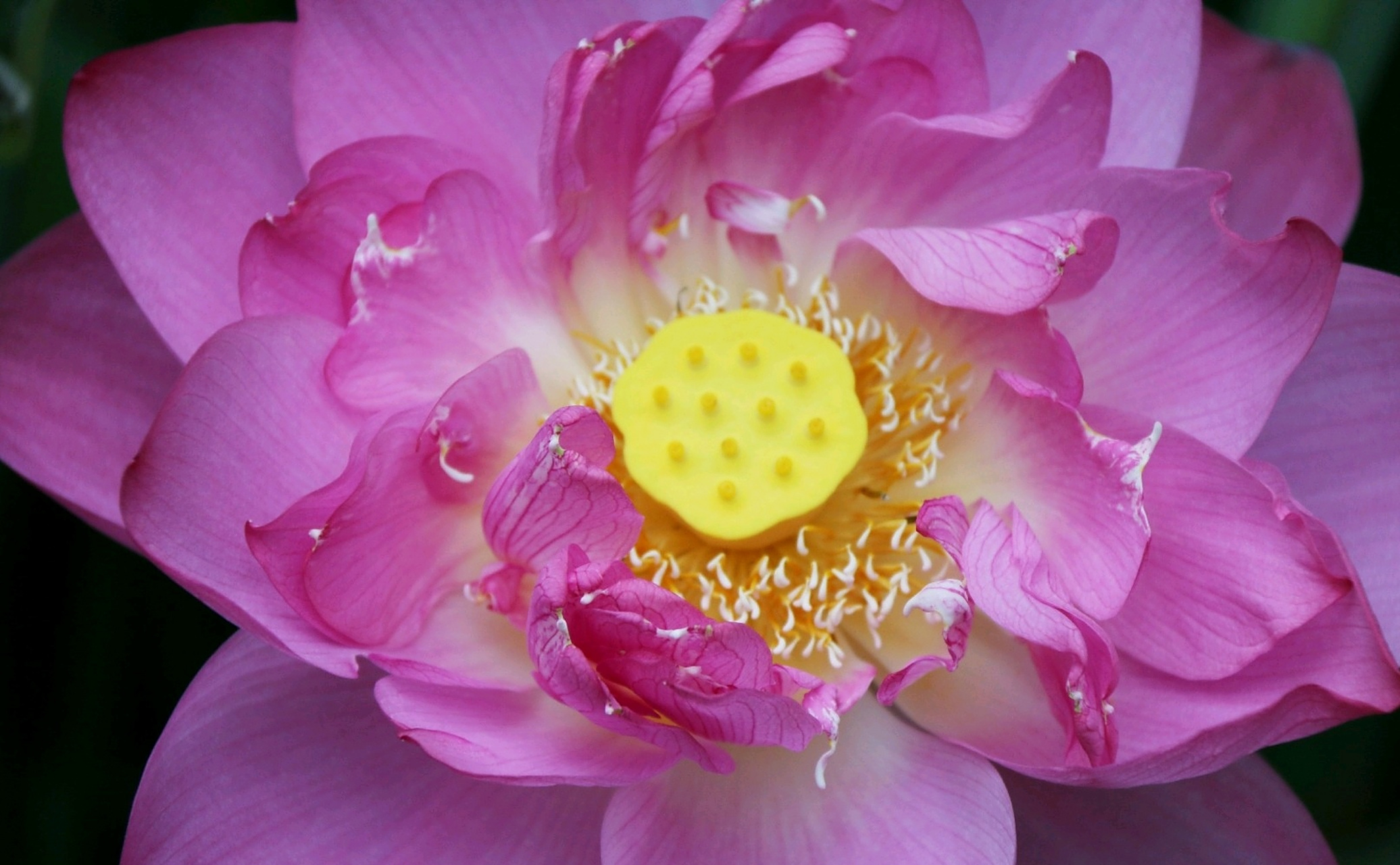 分享重瓣荷花图片