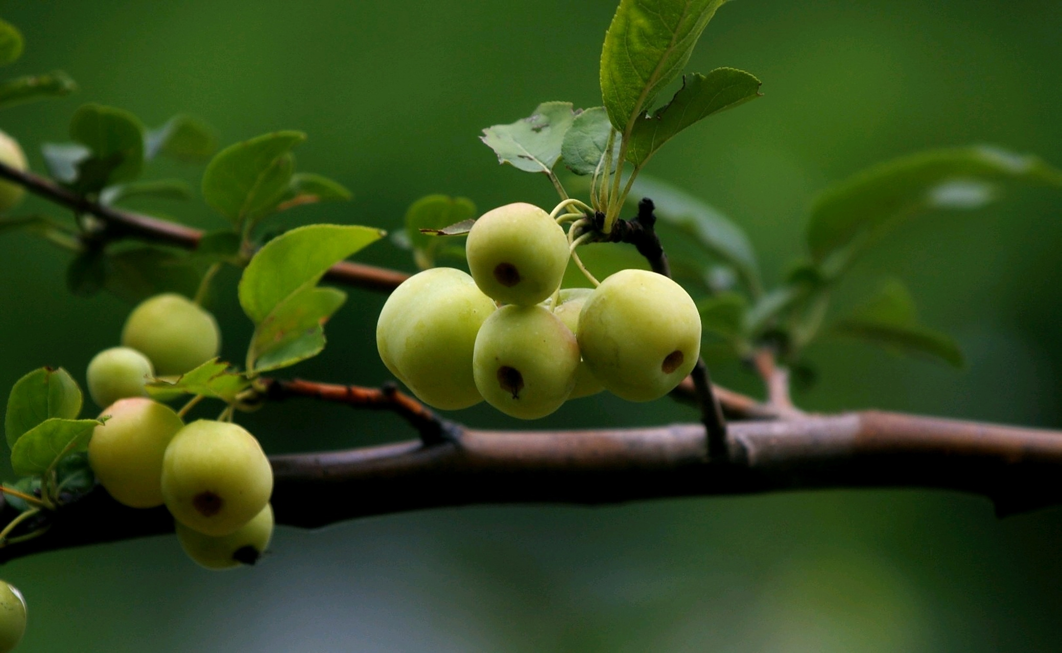 西府海棠果,挂满树枝头