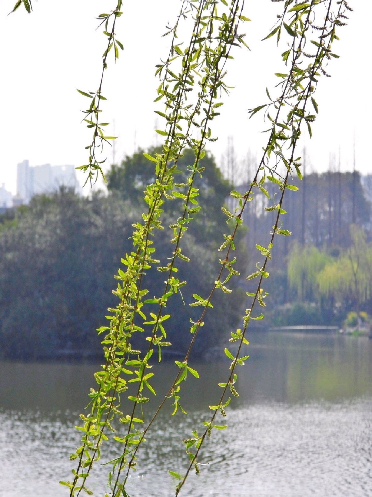 春城无处不飞花