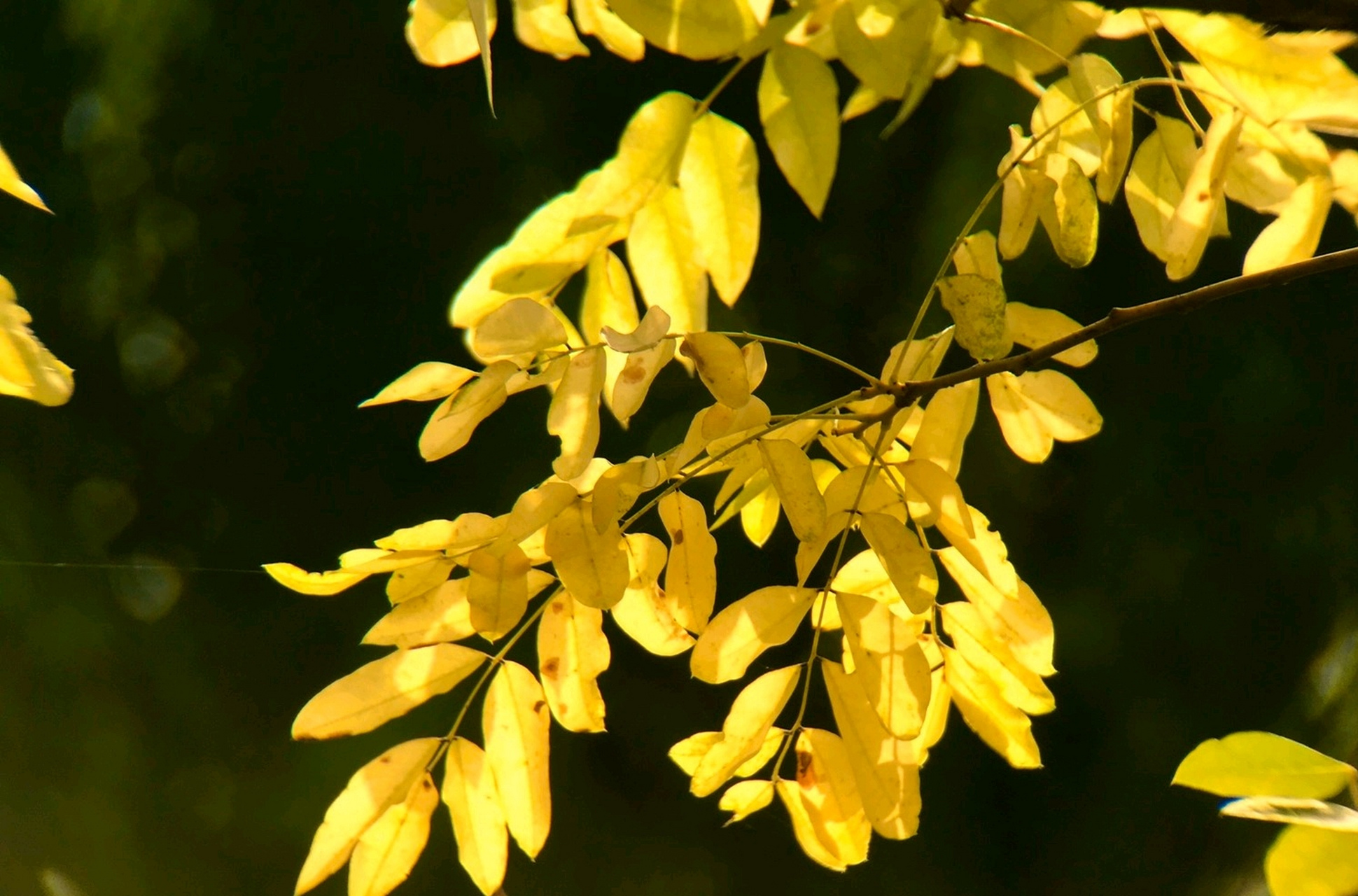黄金槐又名金枝刺槐,是槐属落叶乔木植物的芽变品