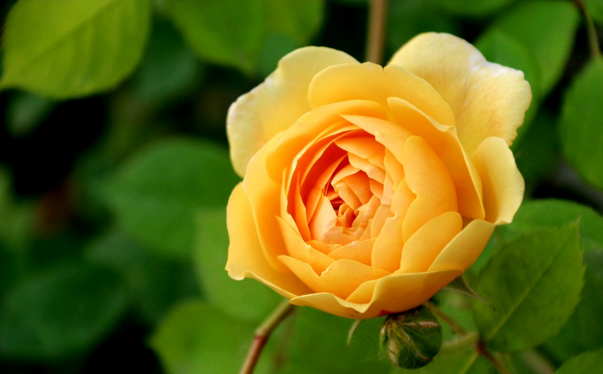 分享一组橙黄色系列月季美图