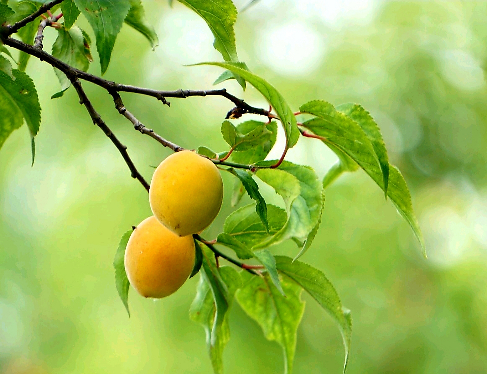 梅子熟时杏子黄,正是学子高考忙