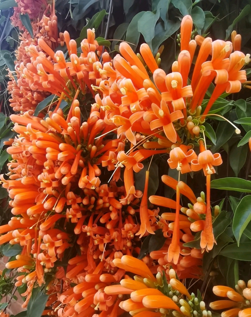 "炮仗花开一岁除,春风送暖入屠苏.