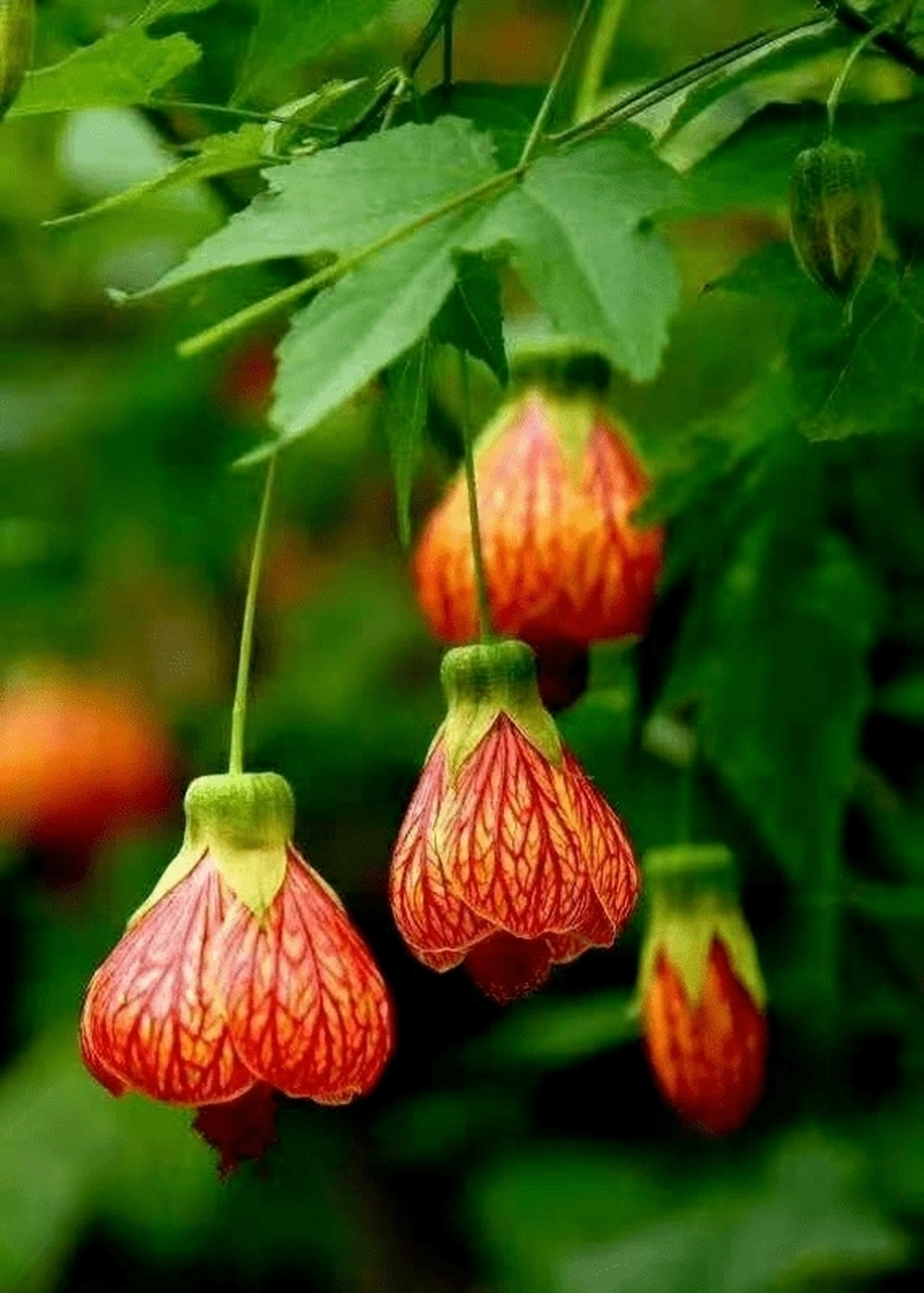 金铃花开吐蕊黄,轻风摇曳慢飘扬.