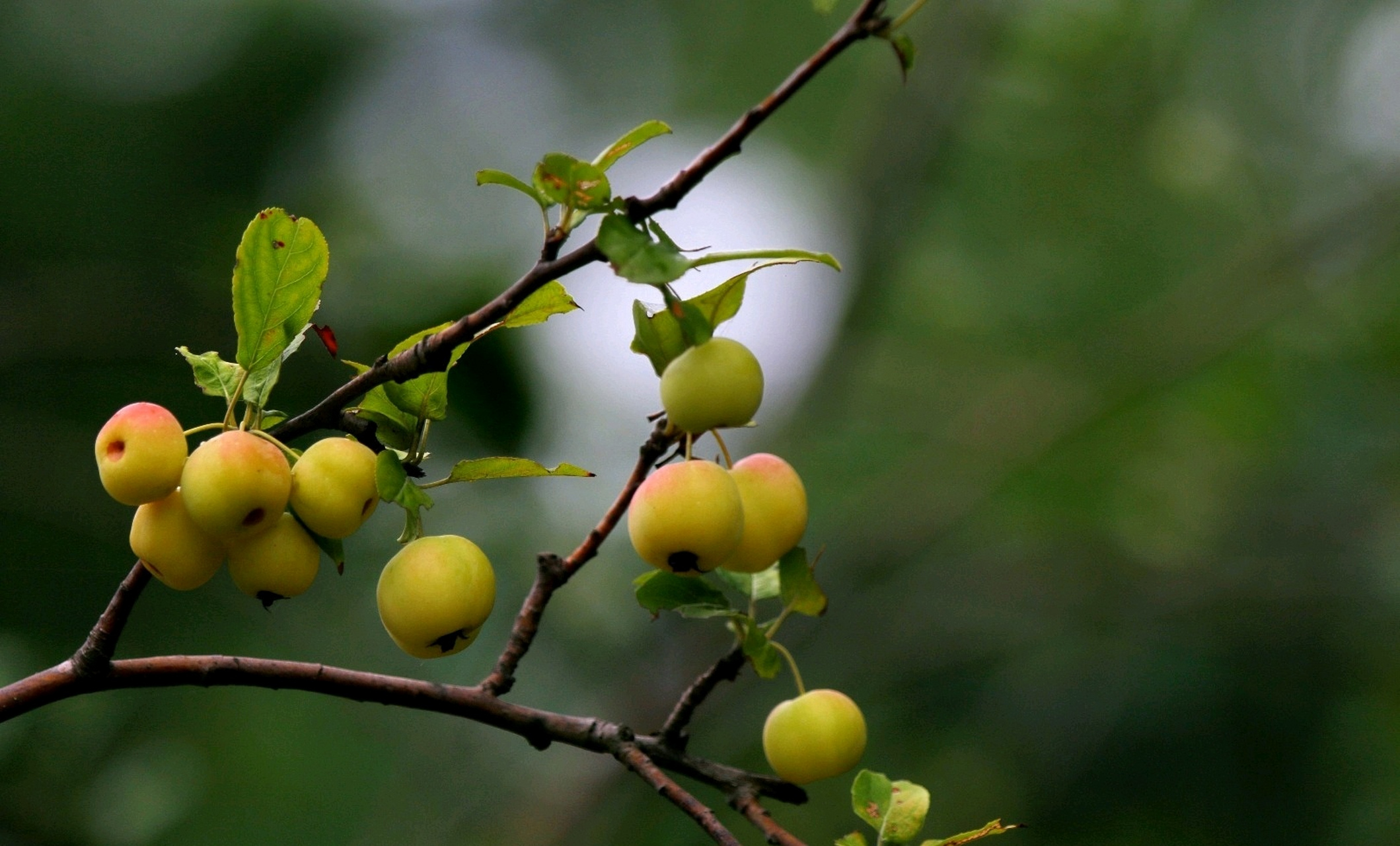 西府海棠果,挂满树枝头