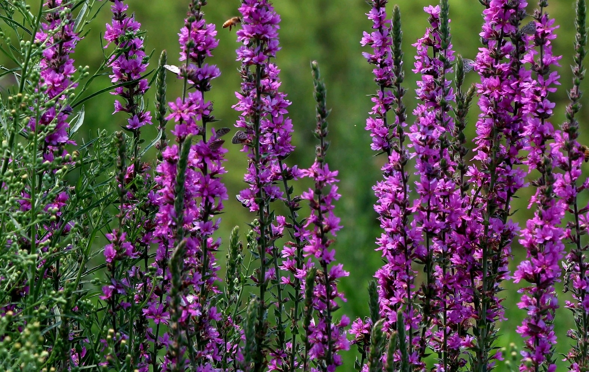 "紫花穗穗千屈菜,仲夏时节映水开" 千屈菜,是千屈菜科千屈菜属的