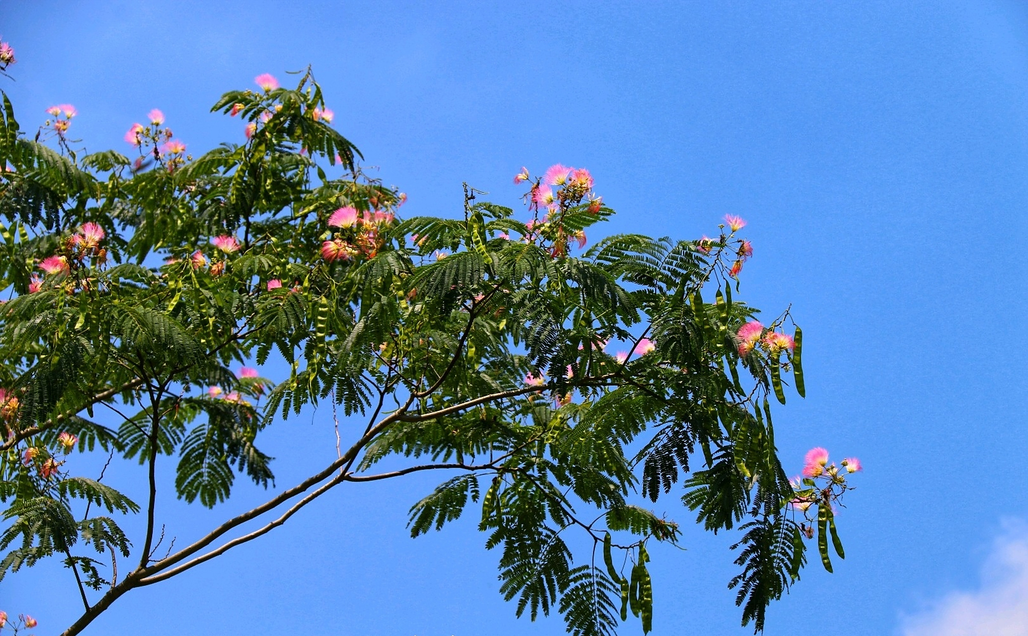 " 合欢,豆科合欢属的落叶乔木. 树冠开张;树型美观.