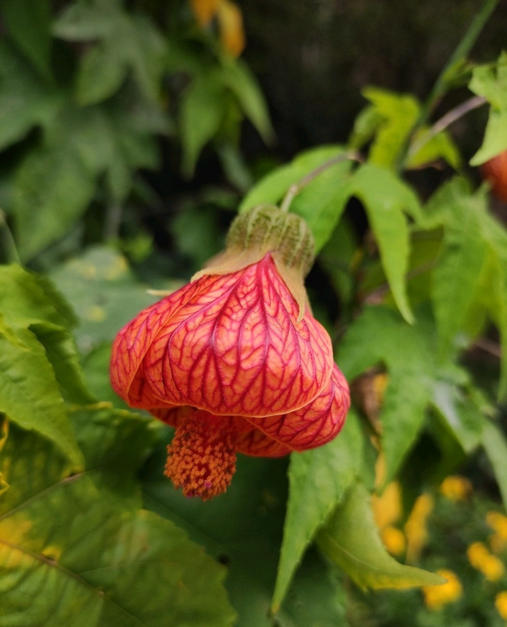 纵使风摇仍不语,低头只把暗香浮. 分享金铃花图片