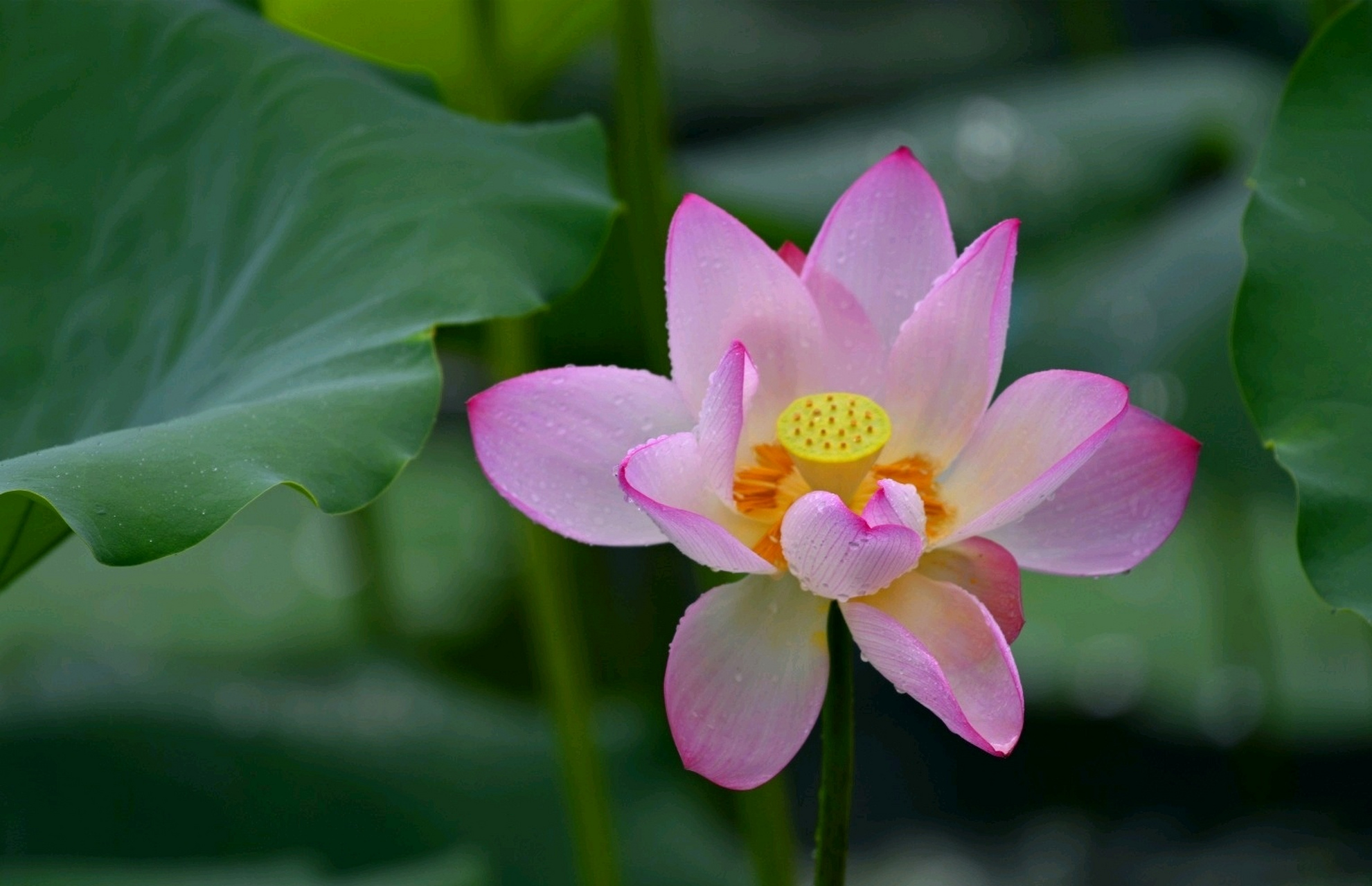 盛夏荷花依然香,等你宛在水中央