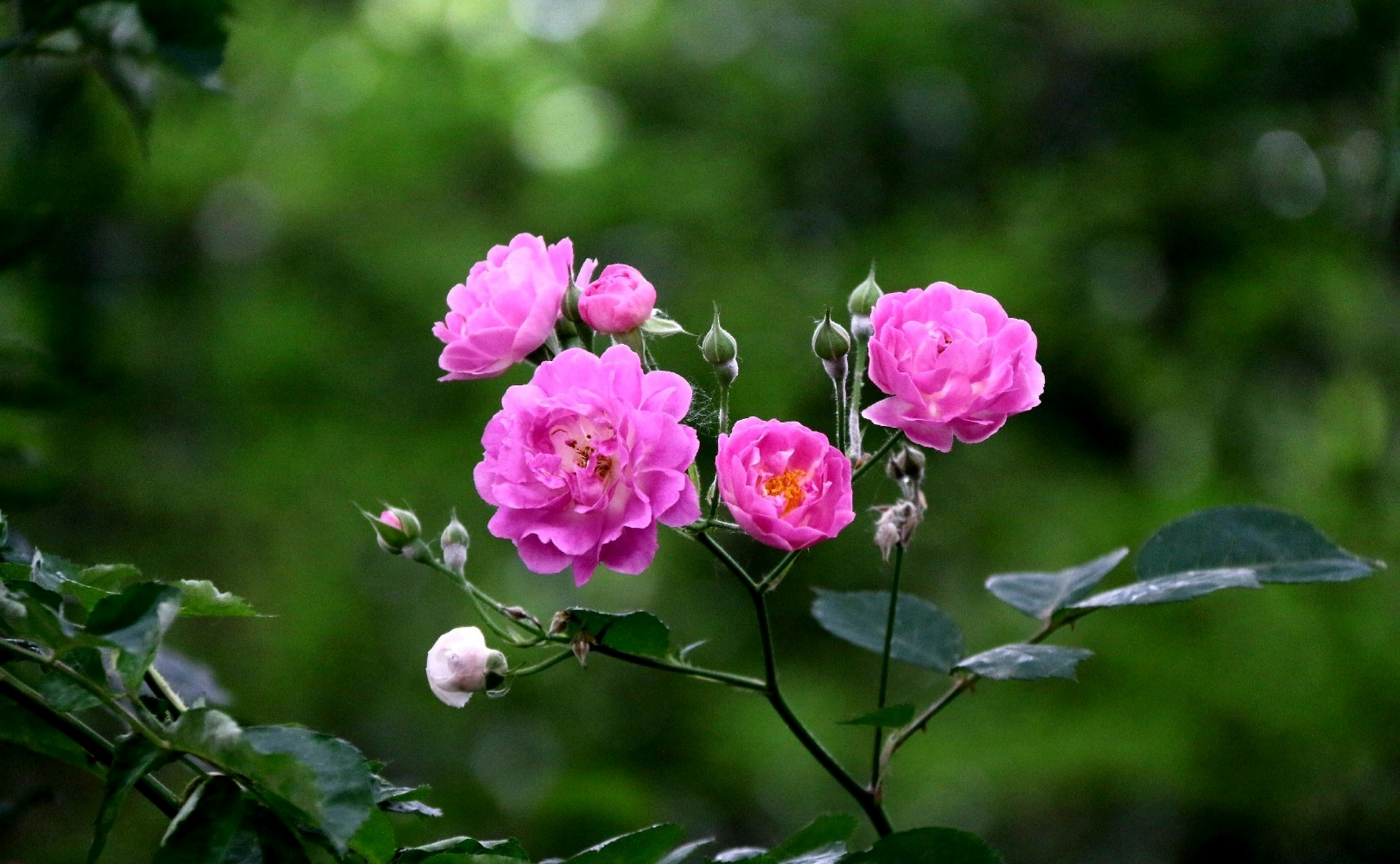 七姊妹是蔷薇科蔷薇属灌木.