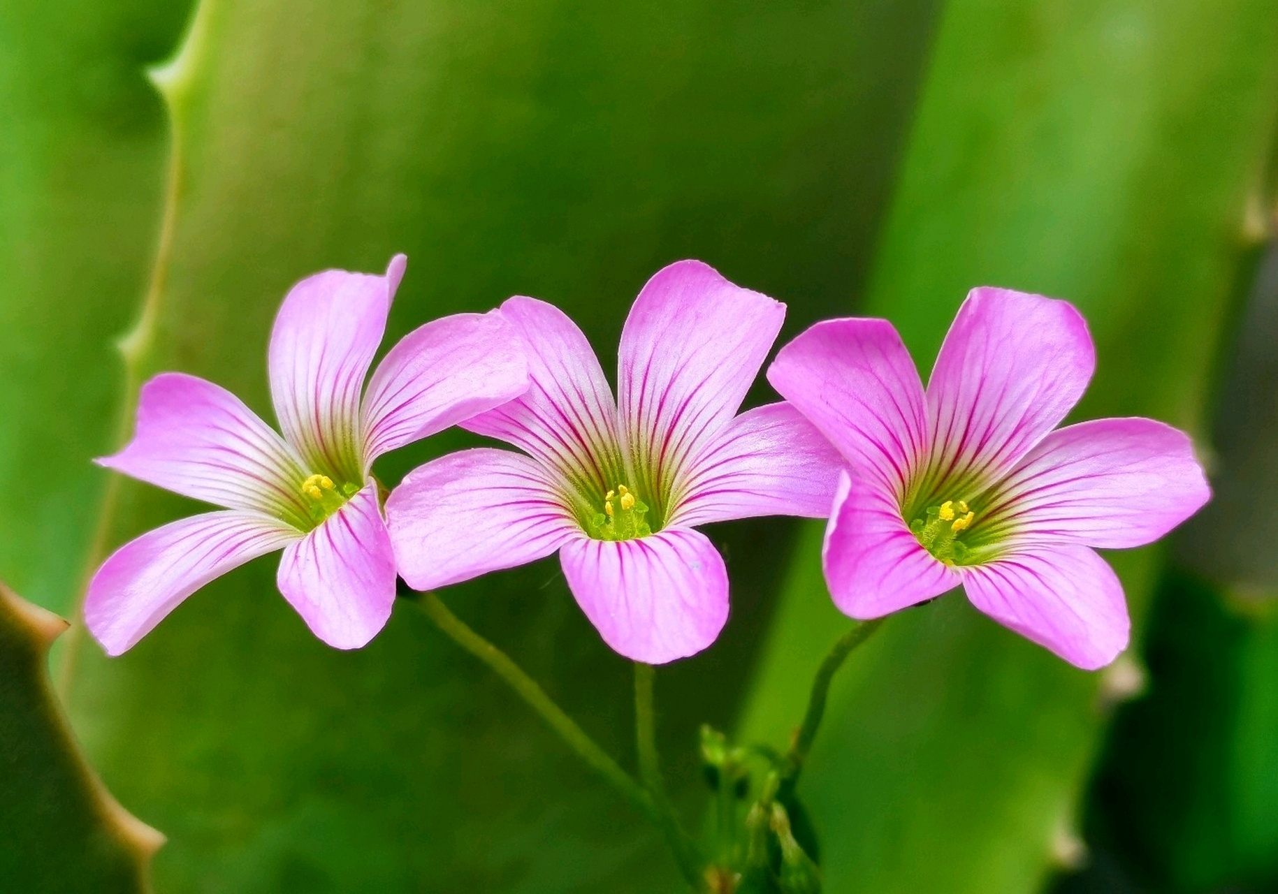 红花酢浆草具有植株低矮,整齐,花多叶繁,花期长,花色艳,复盖地面迅速