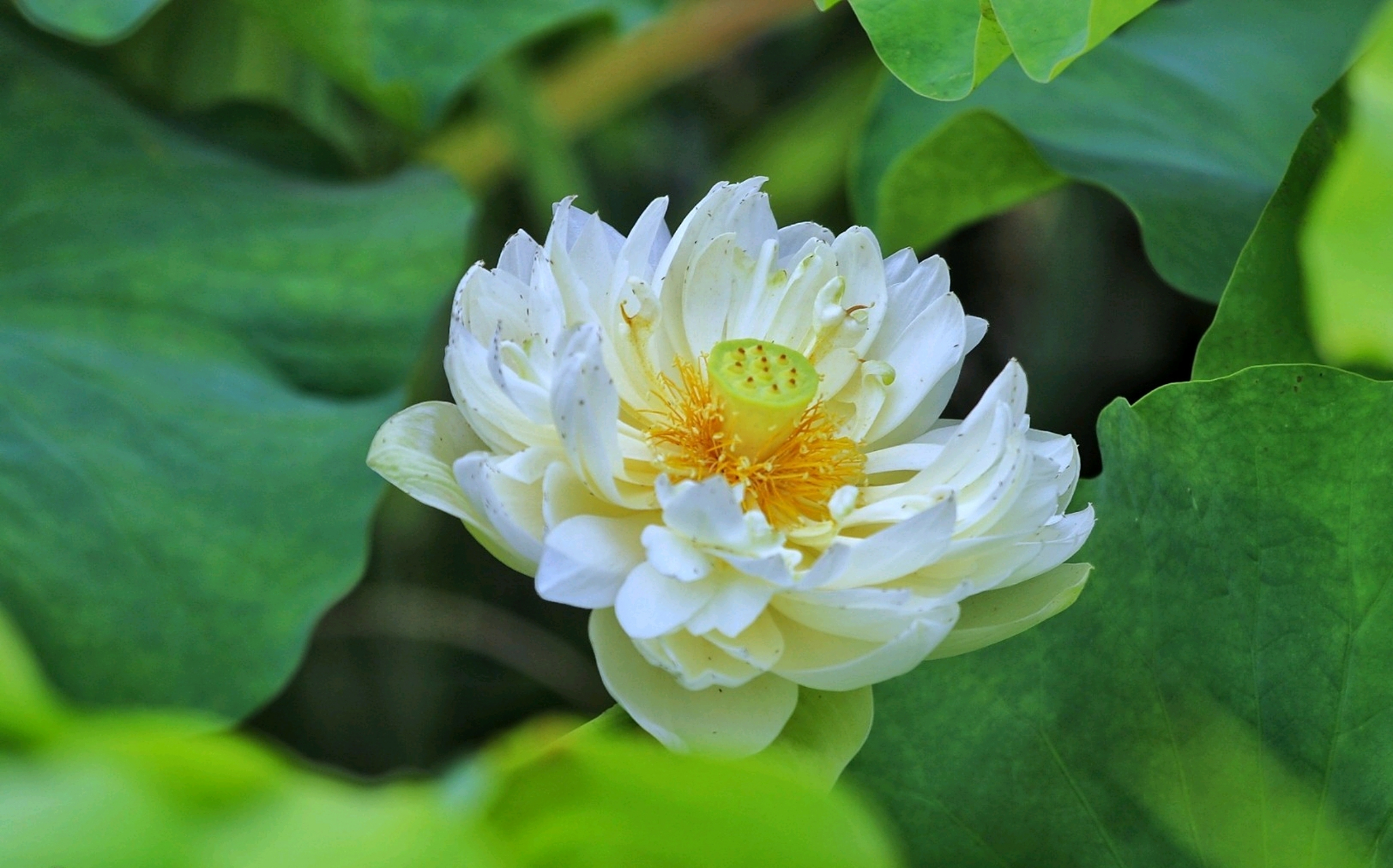 白莲花,洁白的花,圣洁的花. 分享一组白莲花美图.