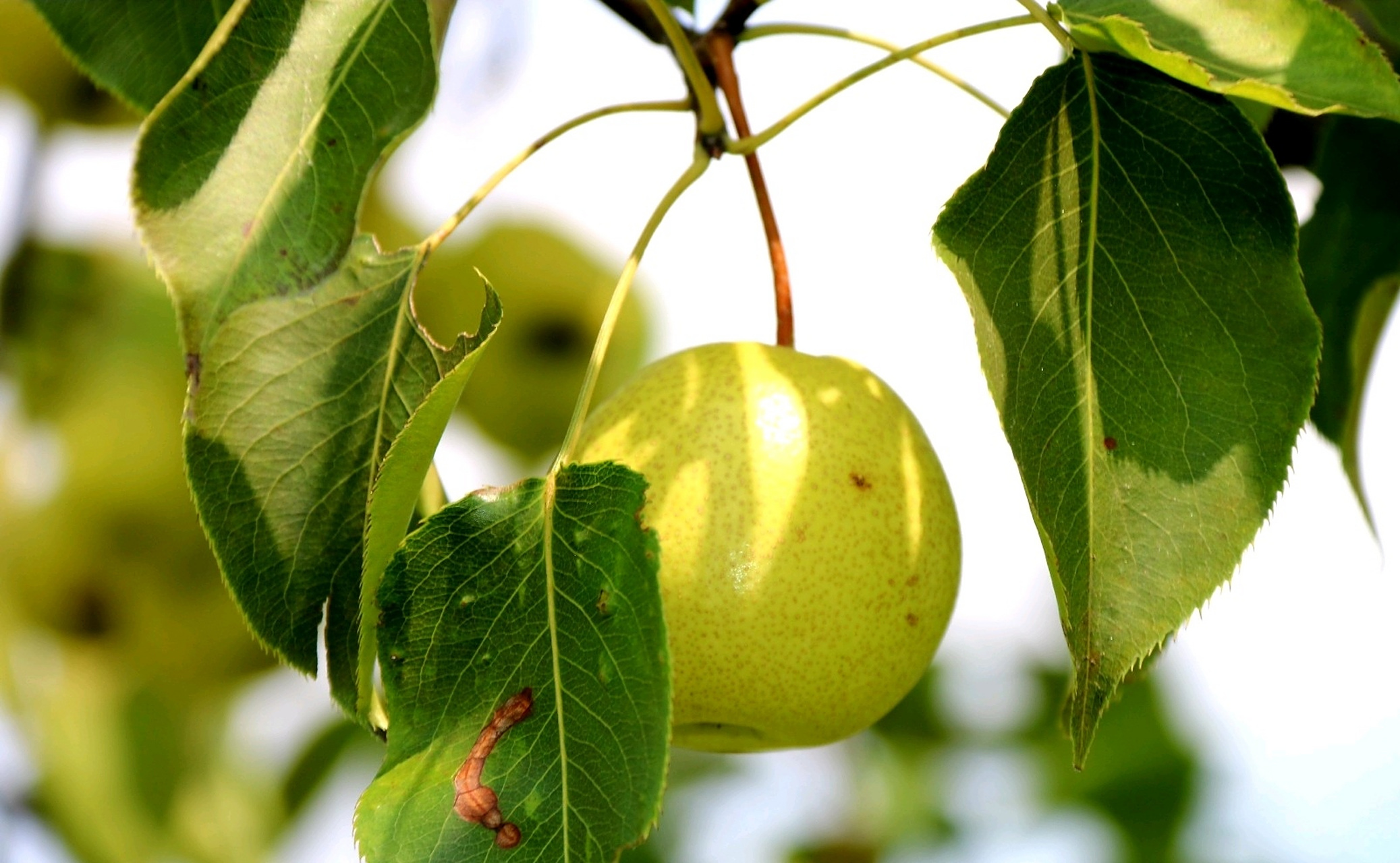 分享三台山野生老桩梨树, 梨子挂满枝头.