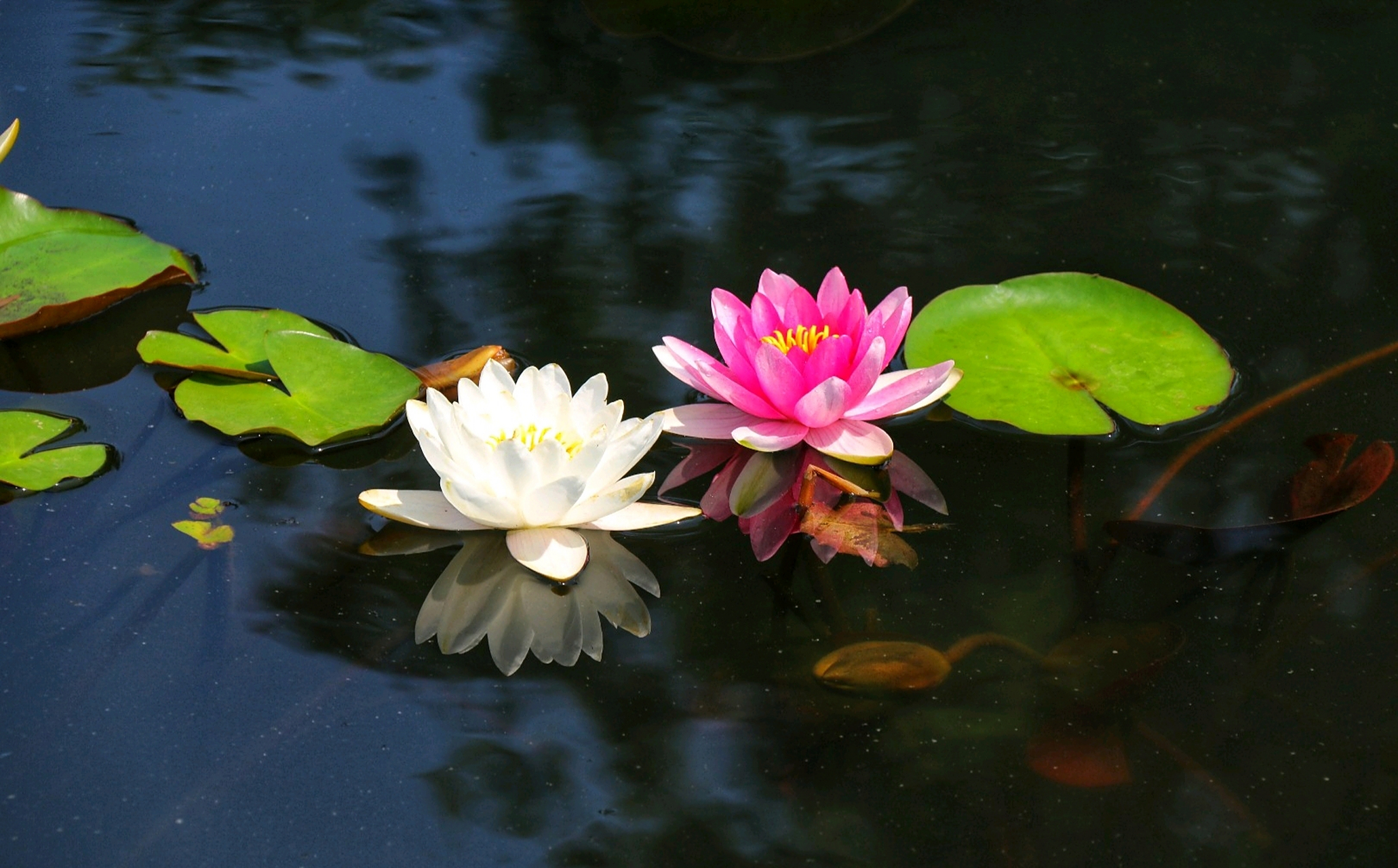 分享一组睡莲美图