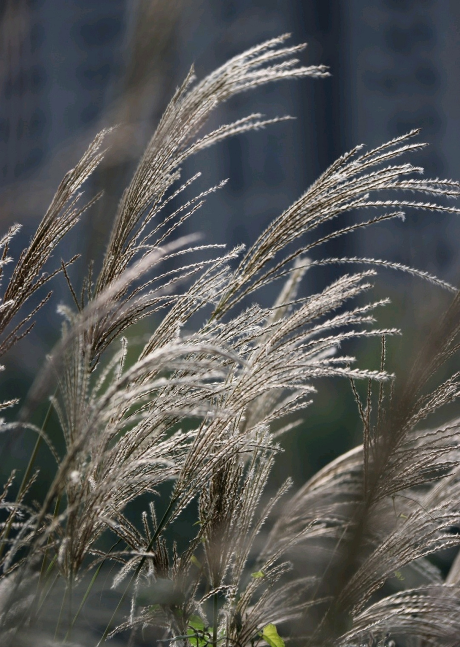 芒,是禾本科芒属多年生苇状草本植物,也叫芭茅,植株较高大,广泛分布
