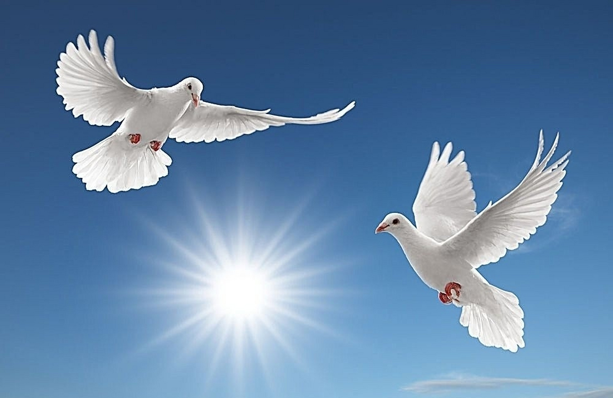 【祝福祖国】 "今天是你的生日,我的中国 清晨我放飞一群白鸽, 为你衔