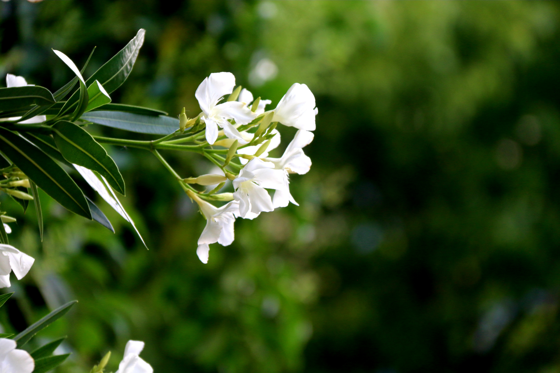 分享夹竹桃图片