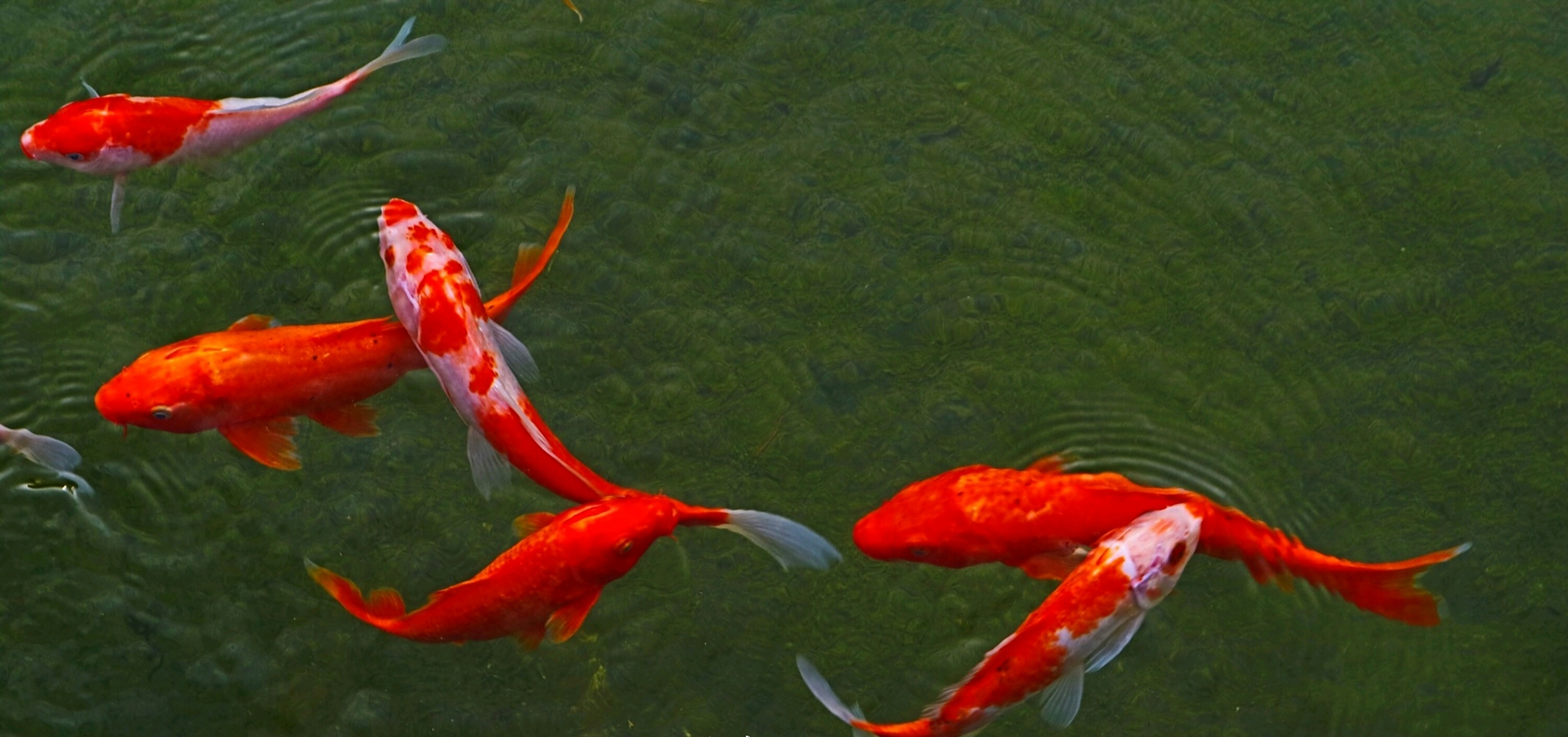 高考成绩即将发布 祝你们: 金榜题名,成功上岸. 锦鲤附体,一举高中.