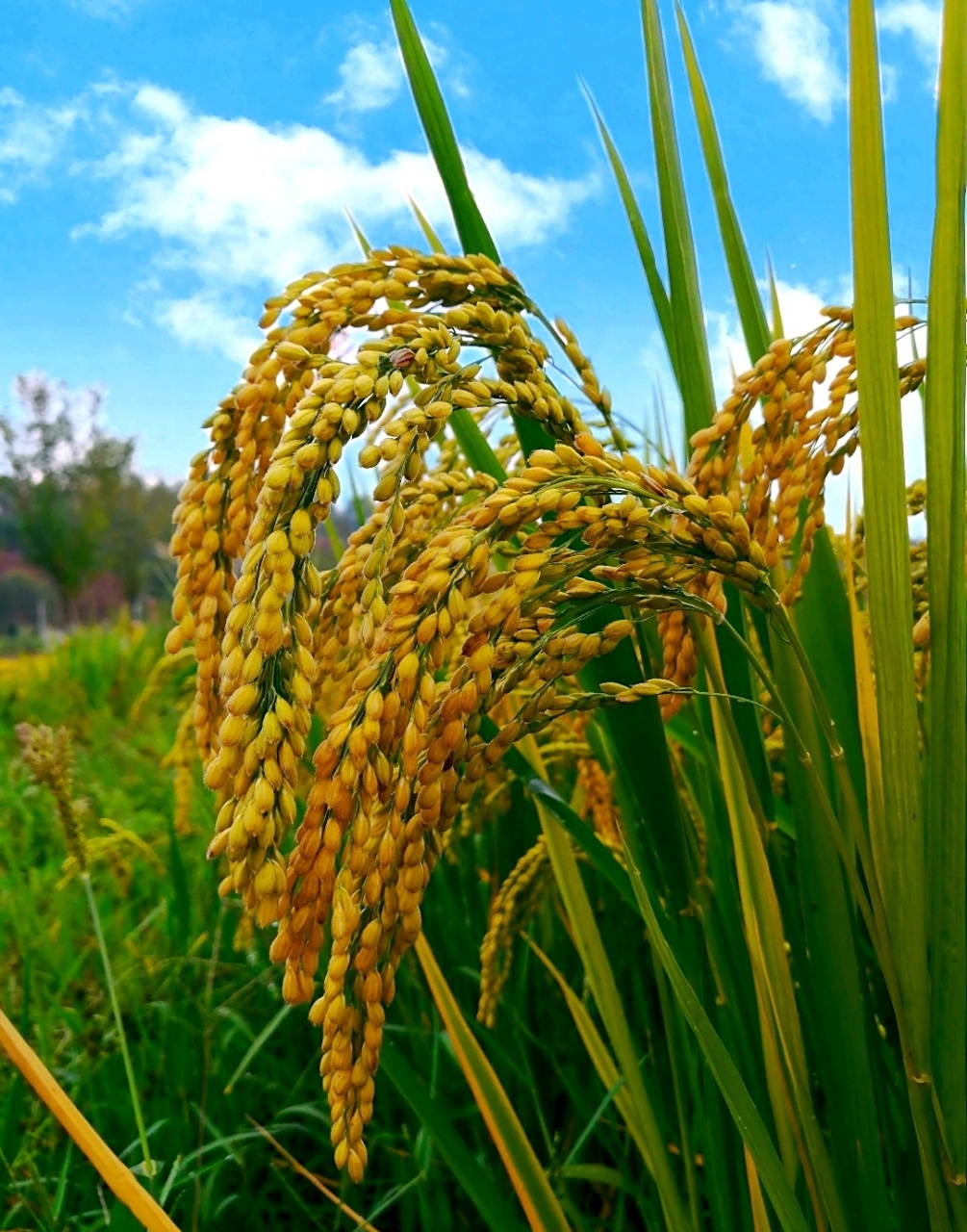 秋风送清爽,十里稻花香. 秋天的稻田,一片丰收的景象. 秋天的风吹走炎