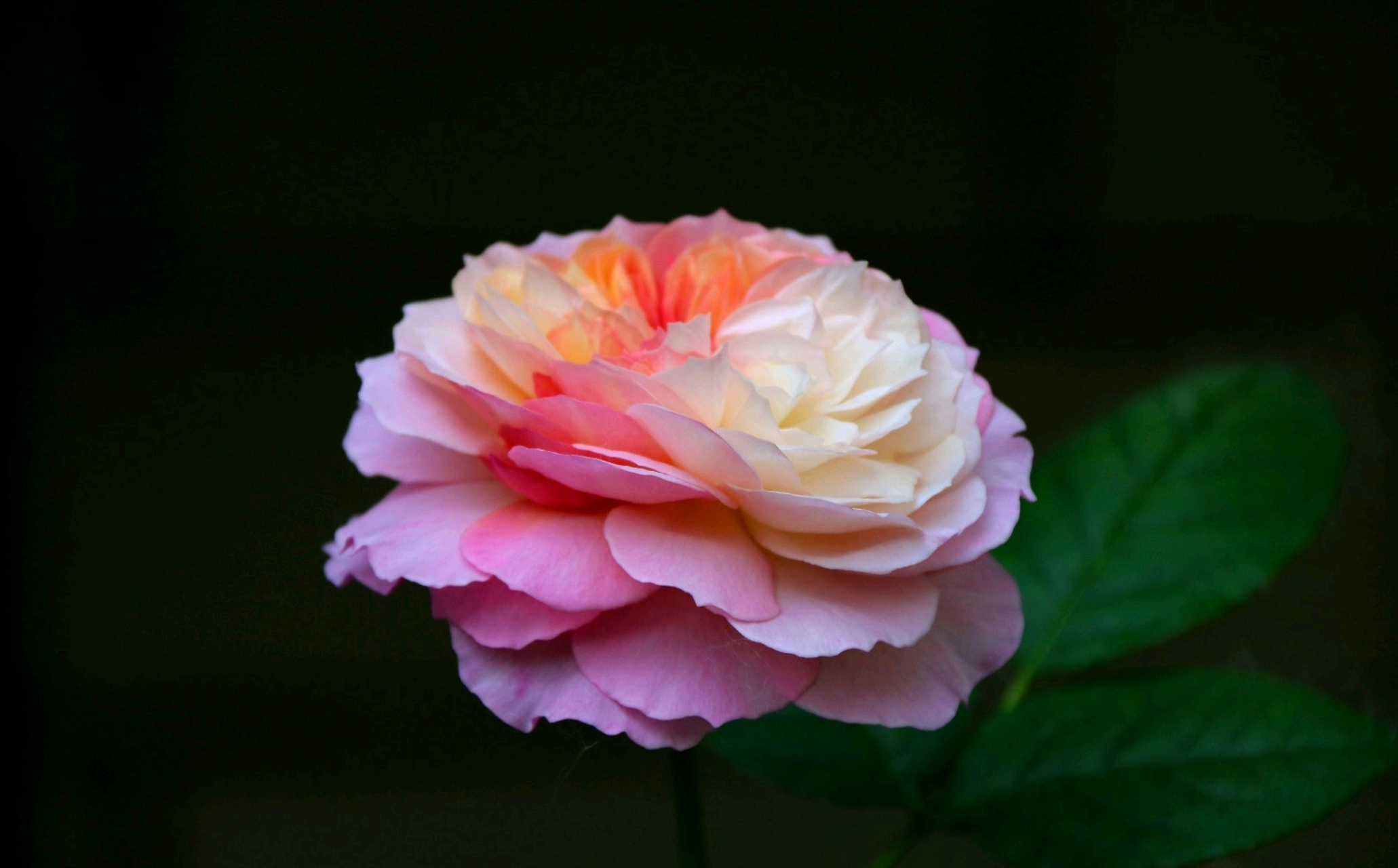 复色月季,月季中的新品. 一朵花上两种或两种以上颜色.