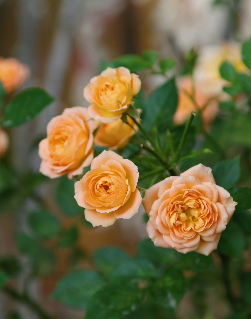 分享一组橙黄色系列月季美图