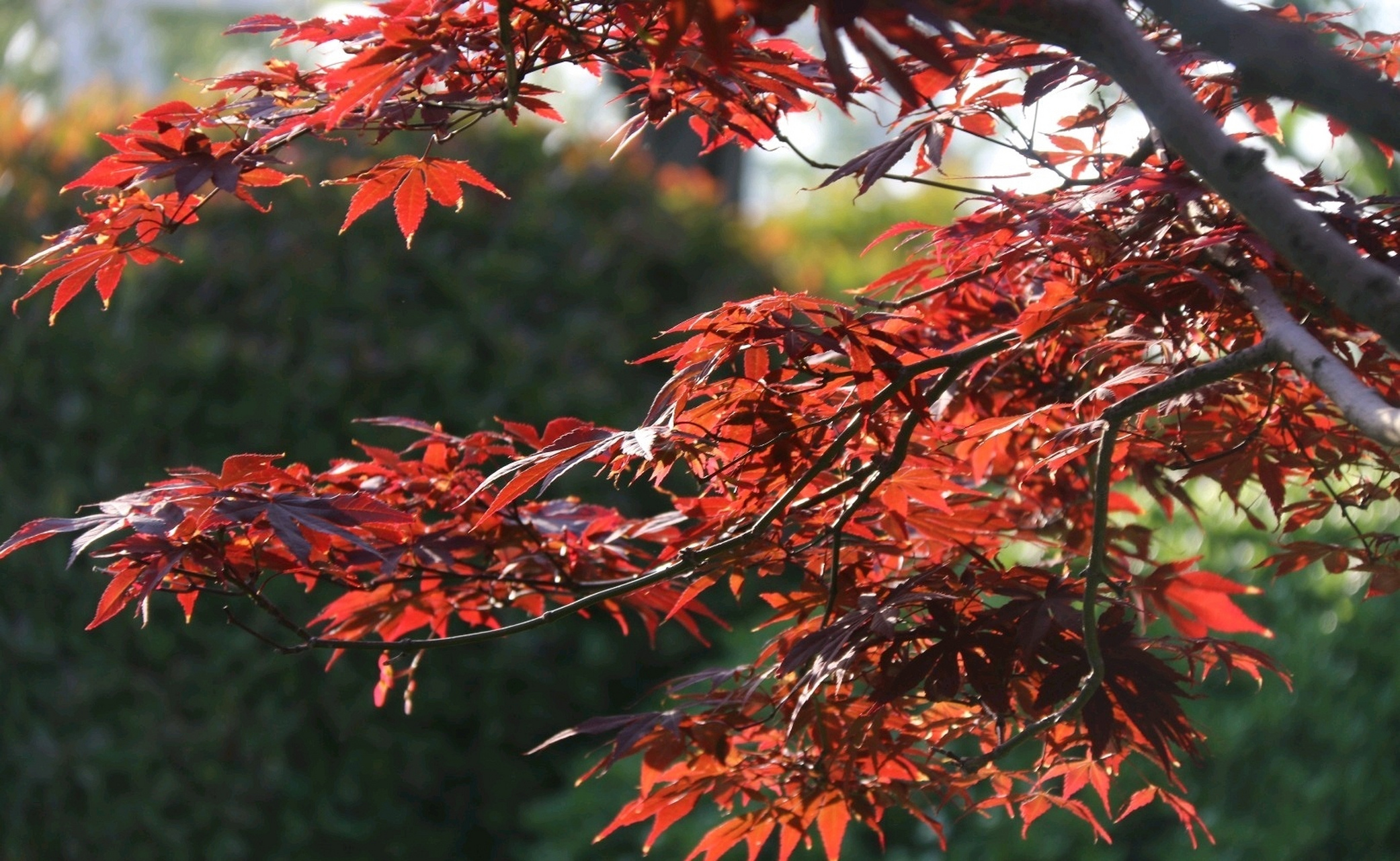 秋染枫叶似彩霞,金秋时节美如画