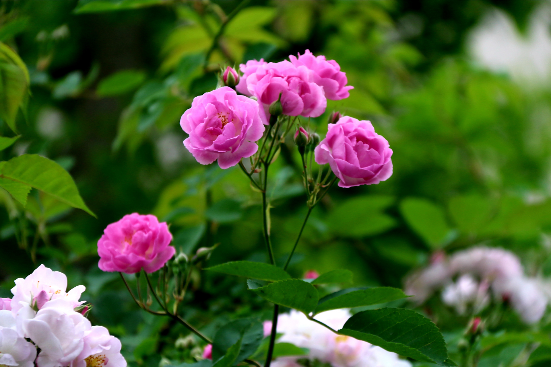 蔷薇,是蔷薇科蔷薇属木本植物;小叶为倒卵形,长圆形或卵形,有尖鹊单