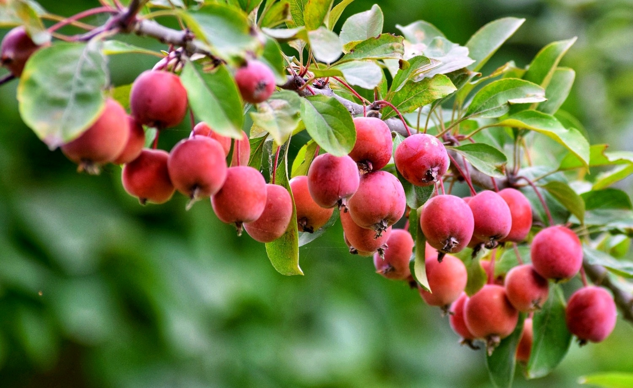 春日赏花,秋日食果 海棠果熟,挂满枝头