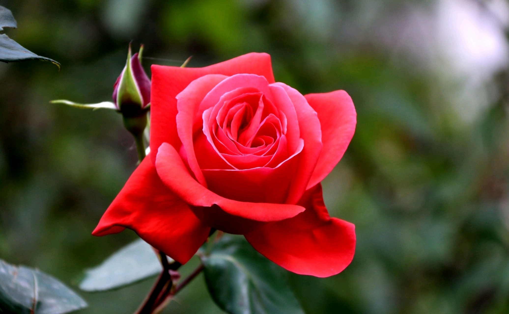 大红月季是月季花中最常见,也是最经典的品种,大红月季花在园林绿化中