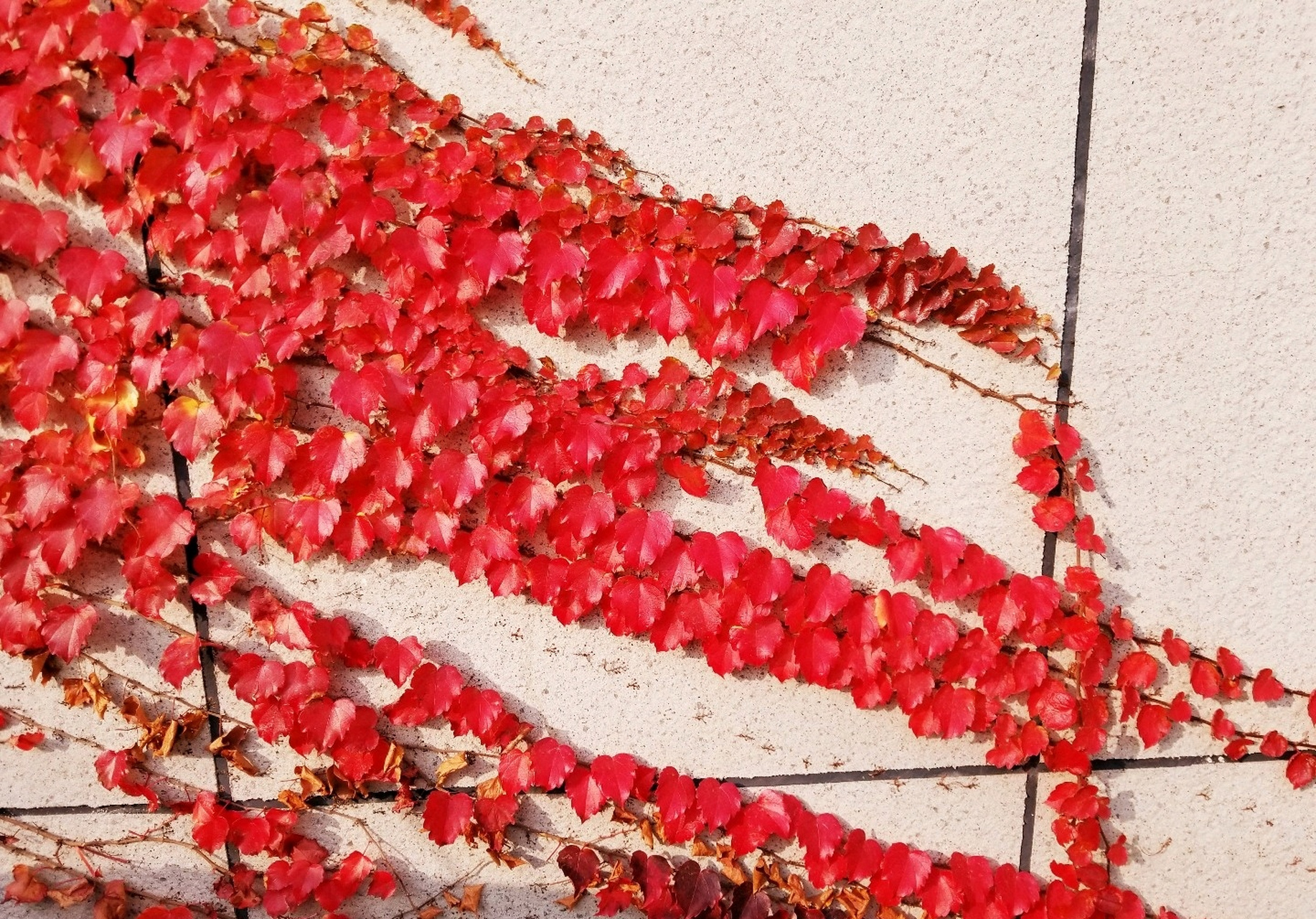 初冬季节,爬山虎由绿变红, 大自然的一道美丽景观