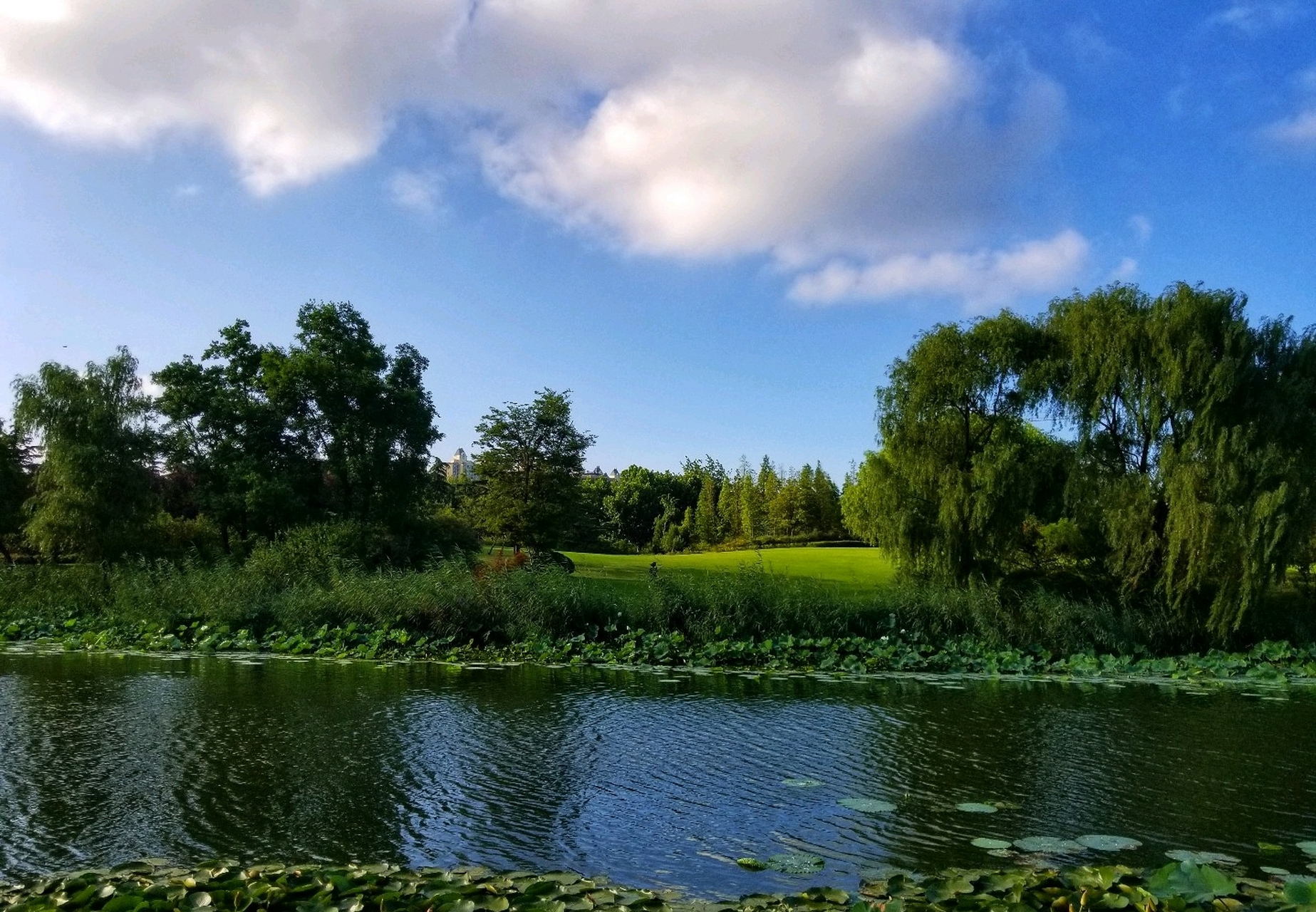 【夏日即景】 晴空万里白云飘,芳草碧水也娇娆.