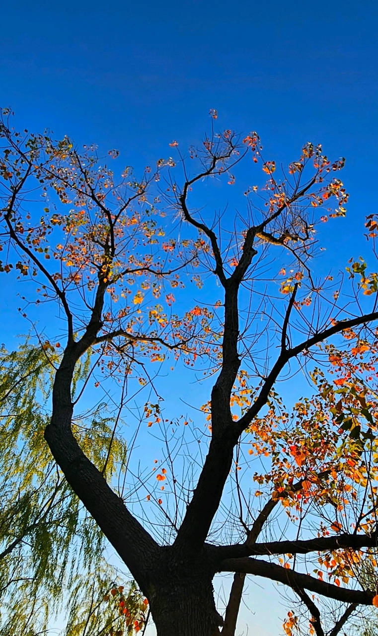 枯藤老树黄叶,冬日暖阳和煦