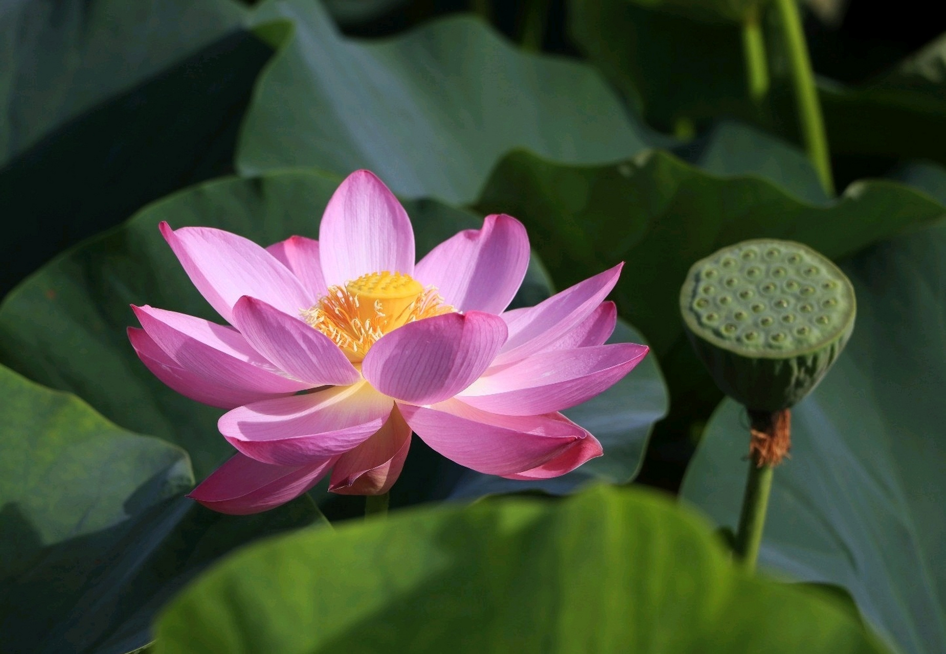 致八月荷花: 秋风虽起花未残,满池花荷正鲜艳.