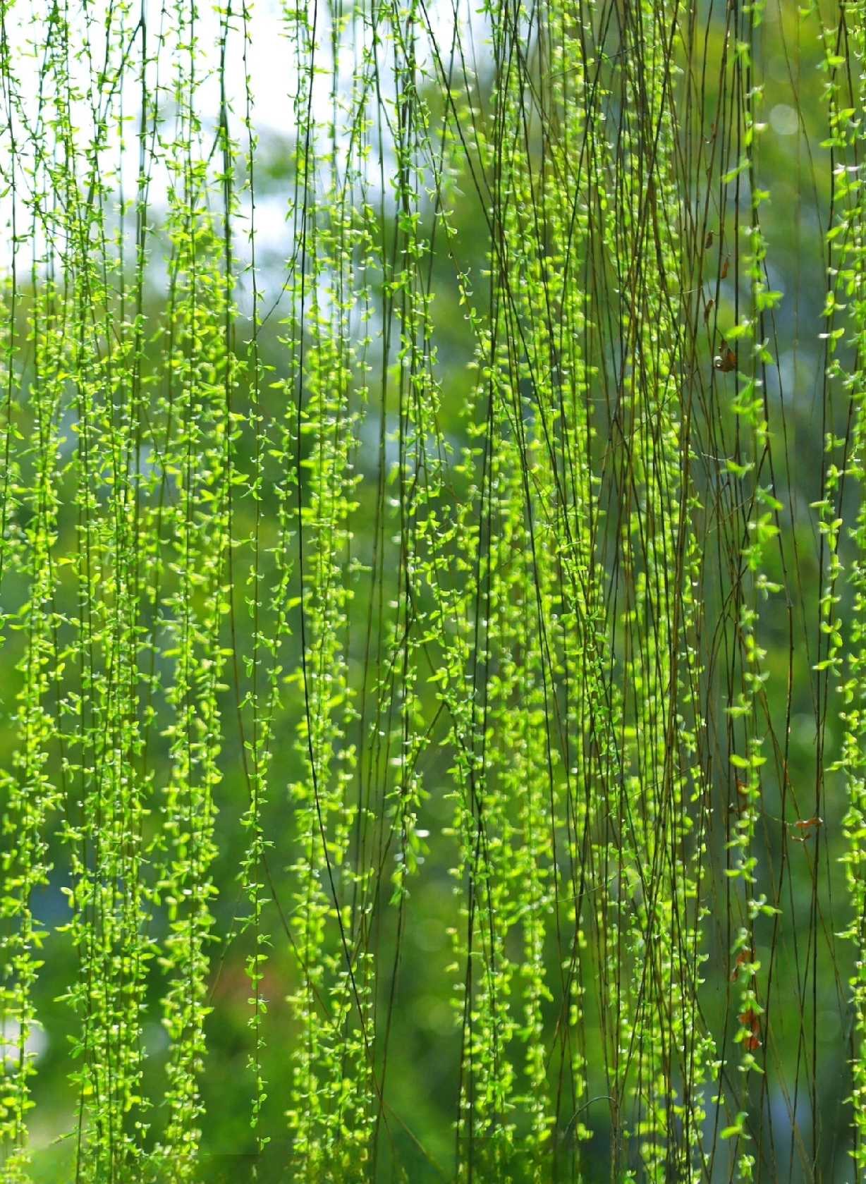 每日中华句典分享: 一,【春风江上柳如烟,夹岸桃花远趁船】 出自清代