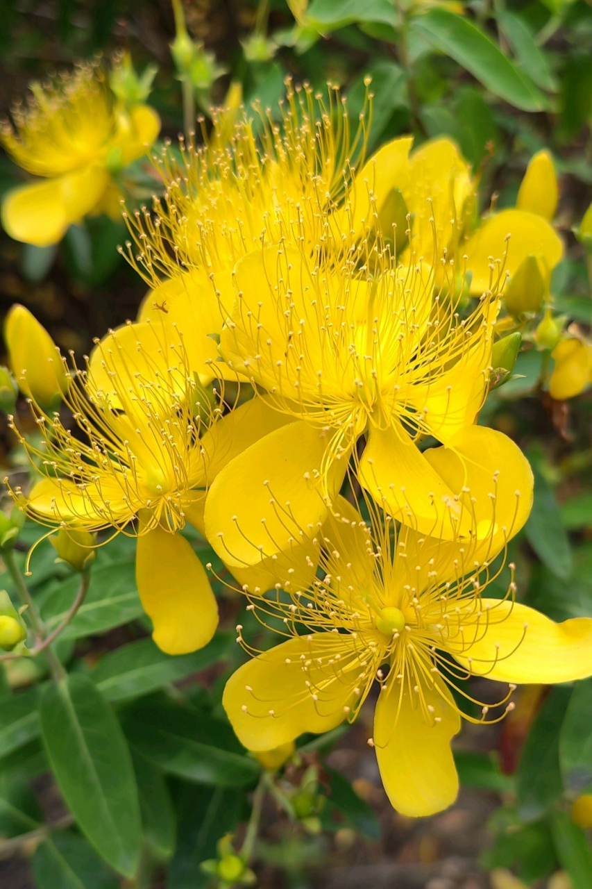 金丝桃花开灿烂金黄. 金丝桃,花如其名-- 花冠像桃花,花蕊如金丝.