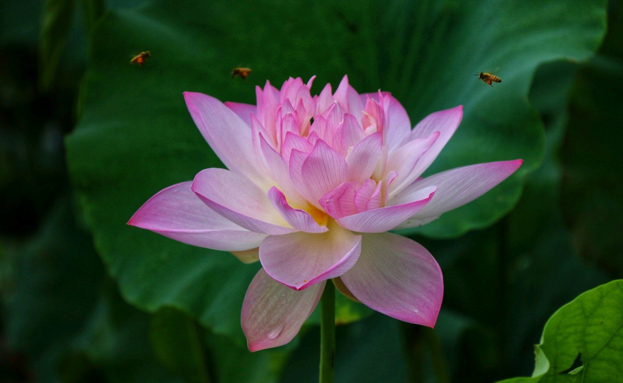 致八月荷花: 秋风虽起花未残,满池花荷正鲜艳.